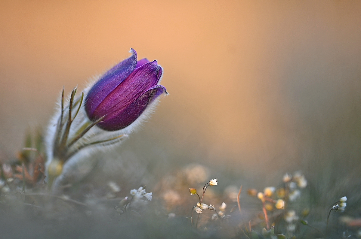 Pulsatilla