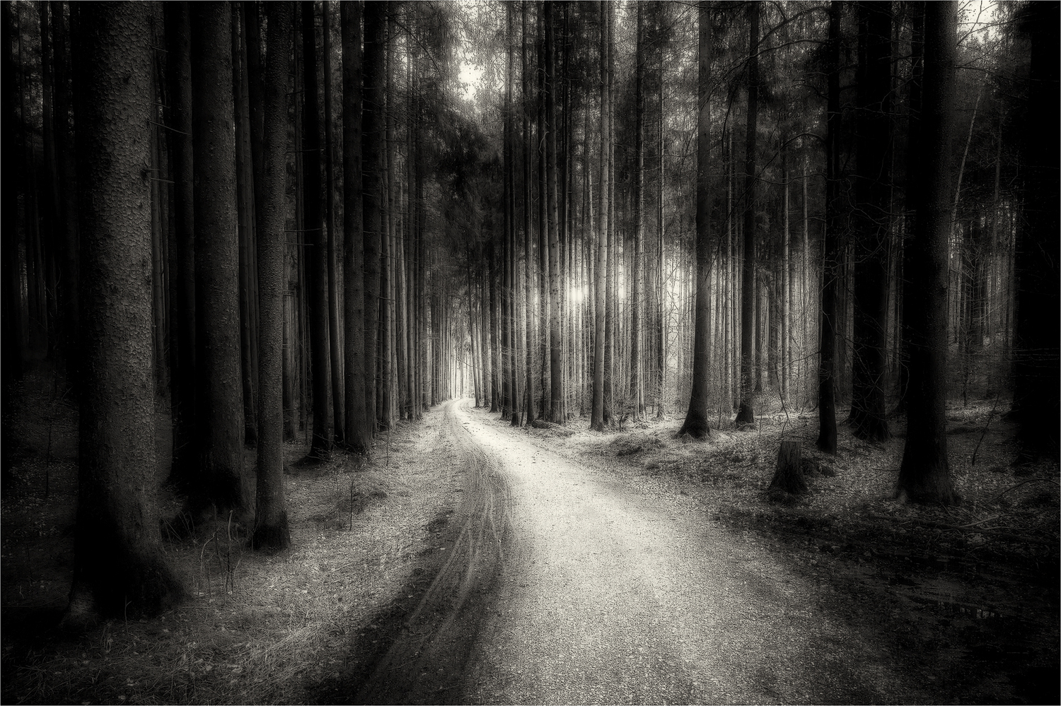 Stramm und schön geordnet stehen die Fichten ...