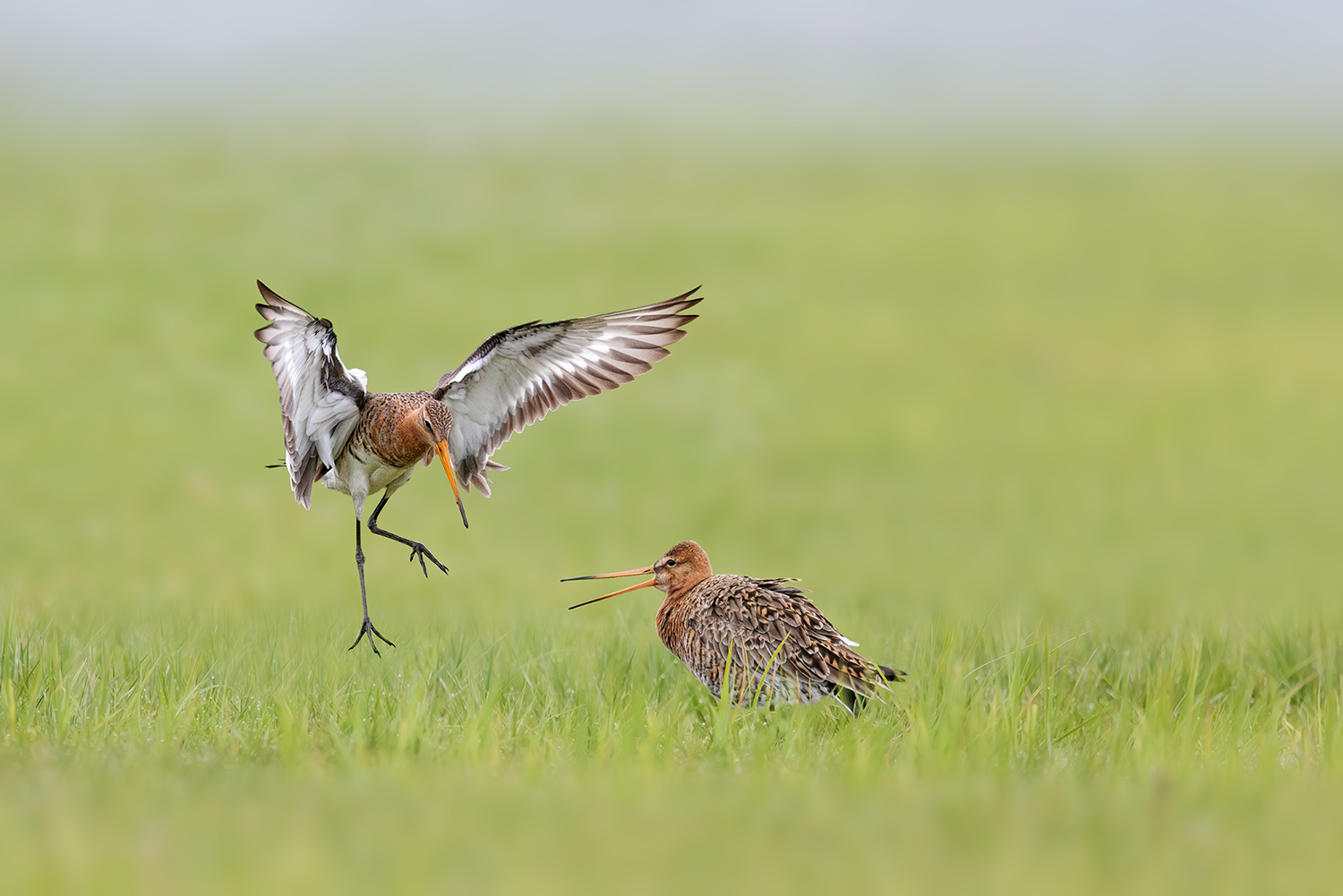 Zwei Streithähne...