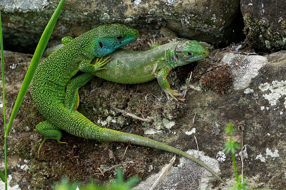 Smaragdeidechsen..