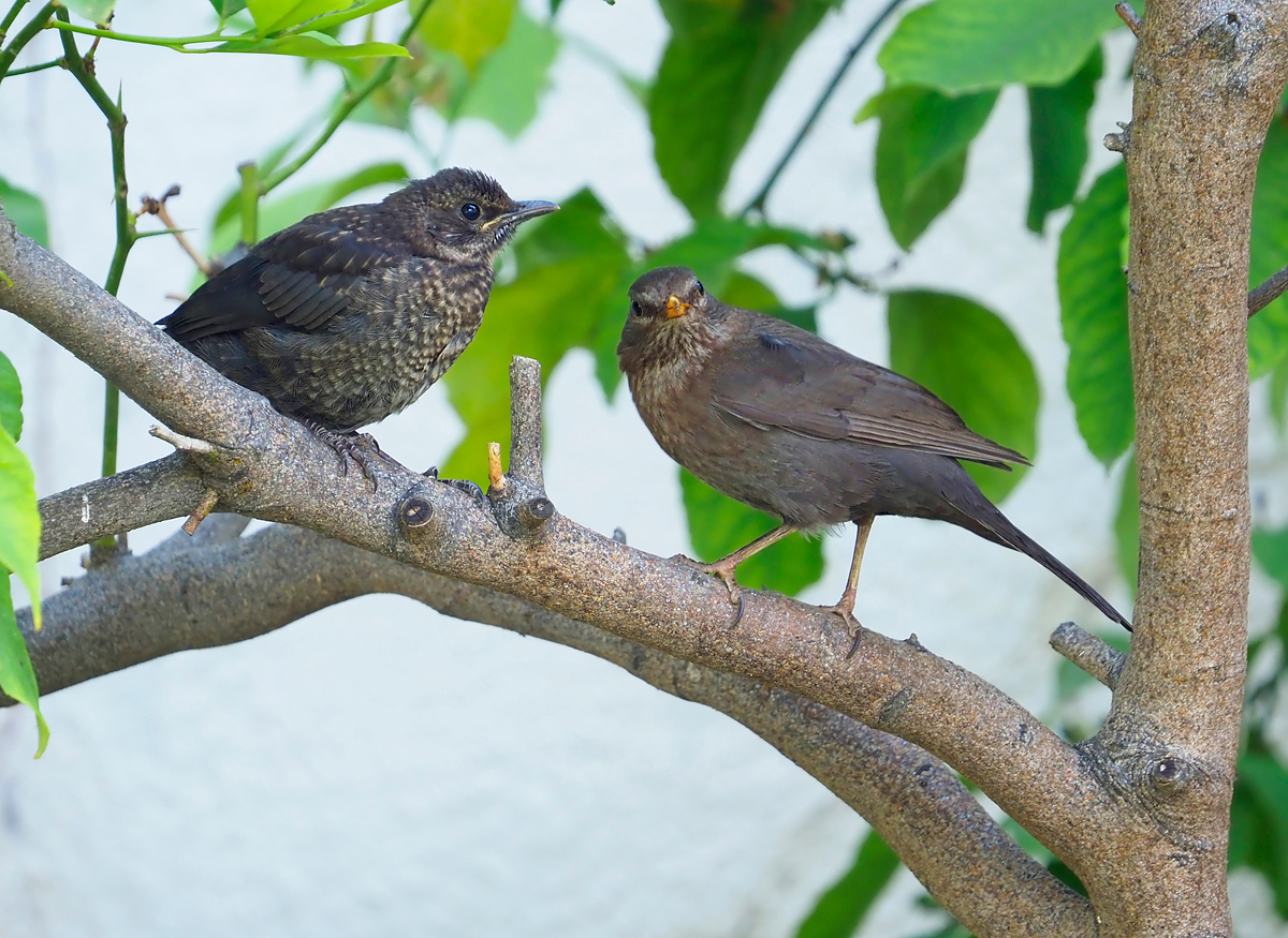 Schönes, dickes Küken...