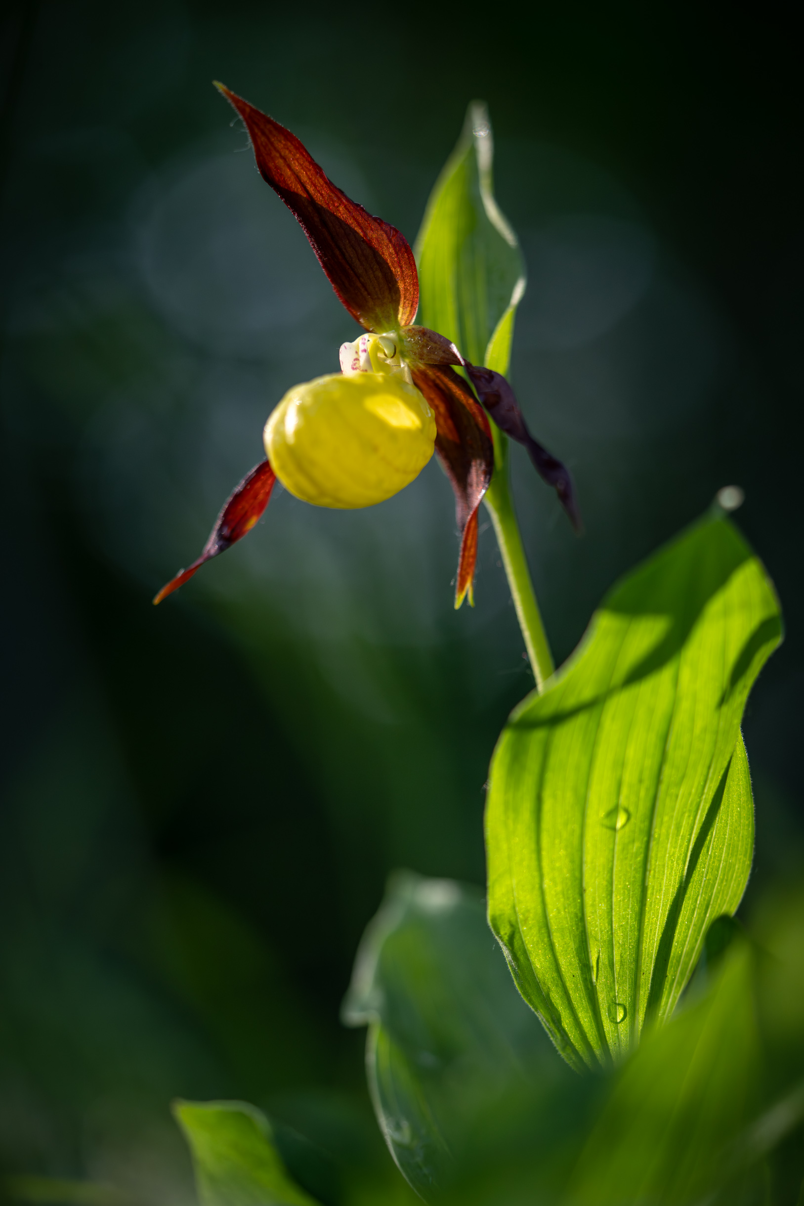Die Königin des Waldes