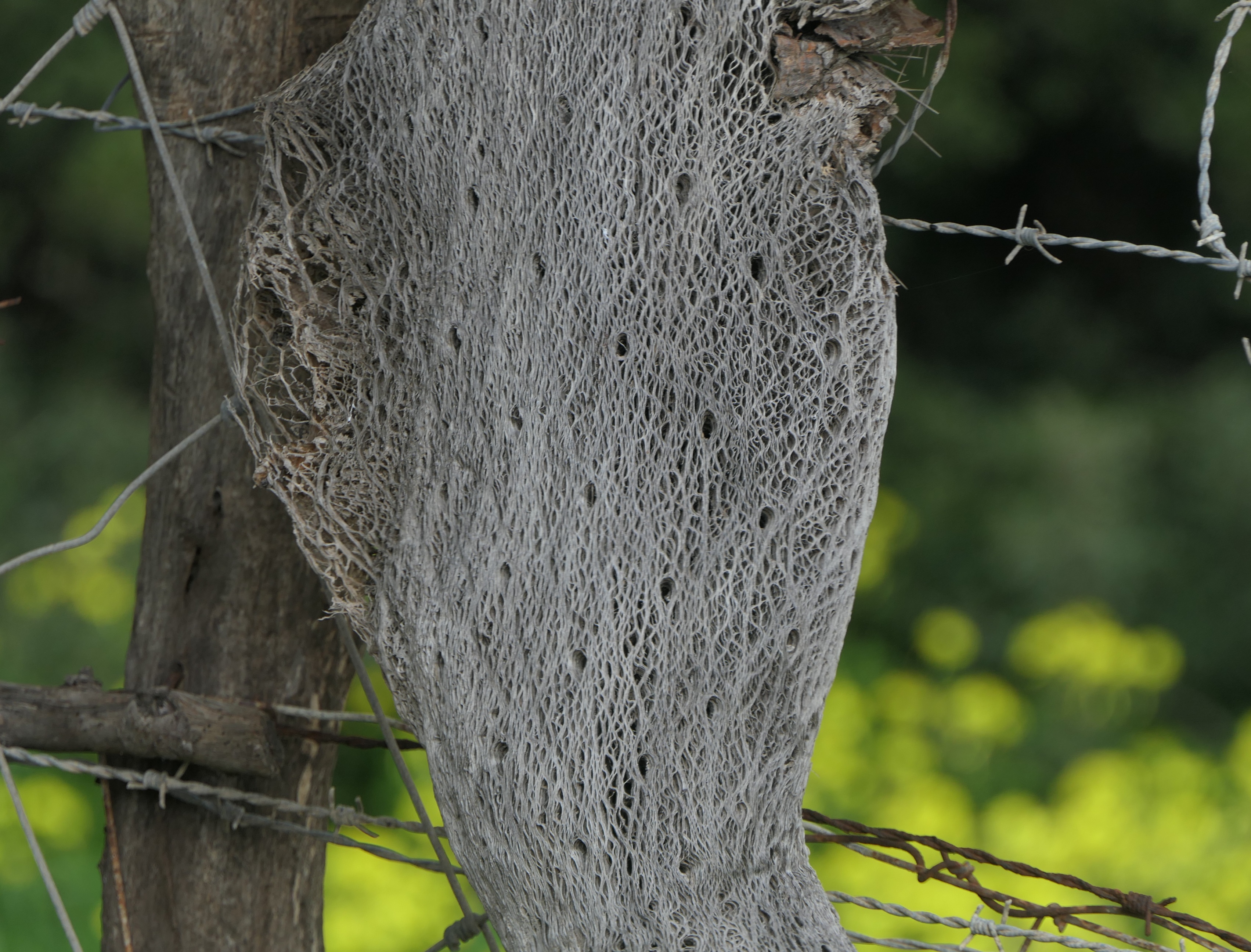 Skelett Feigenkaktus