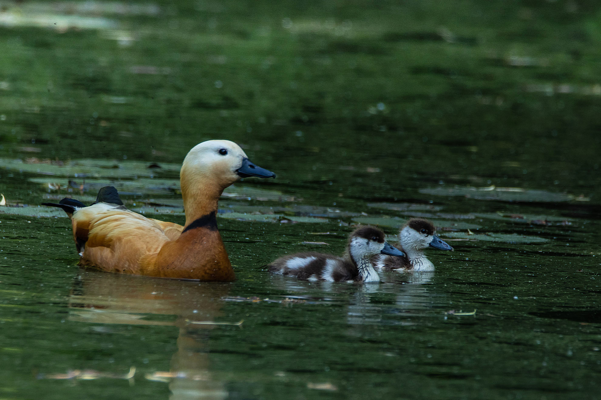 Rostgans Casarca ferruginea