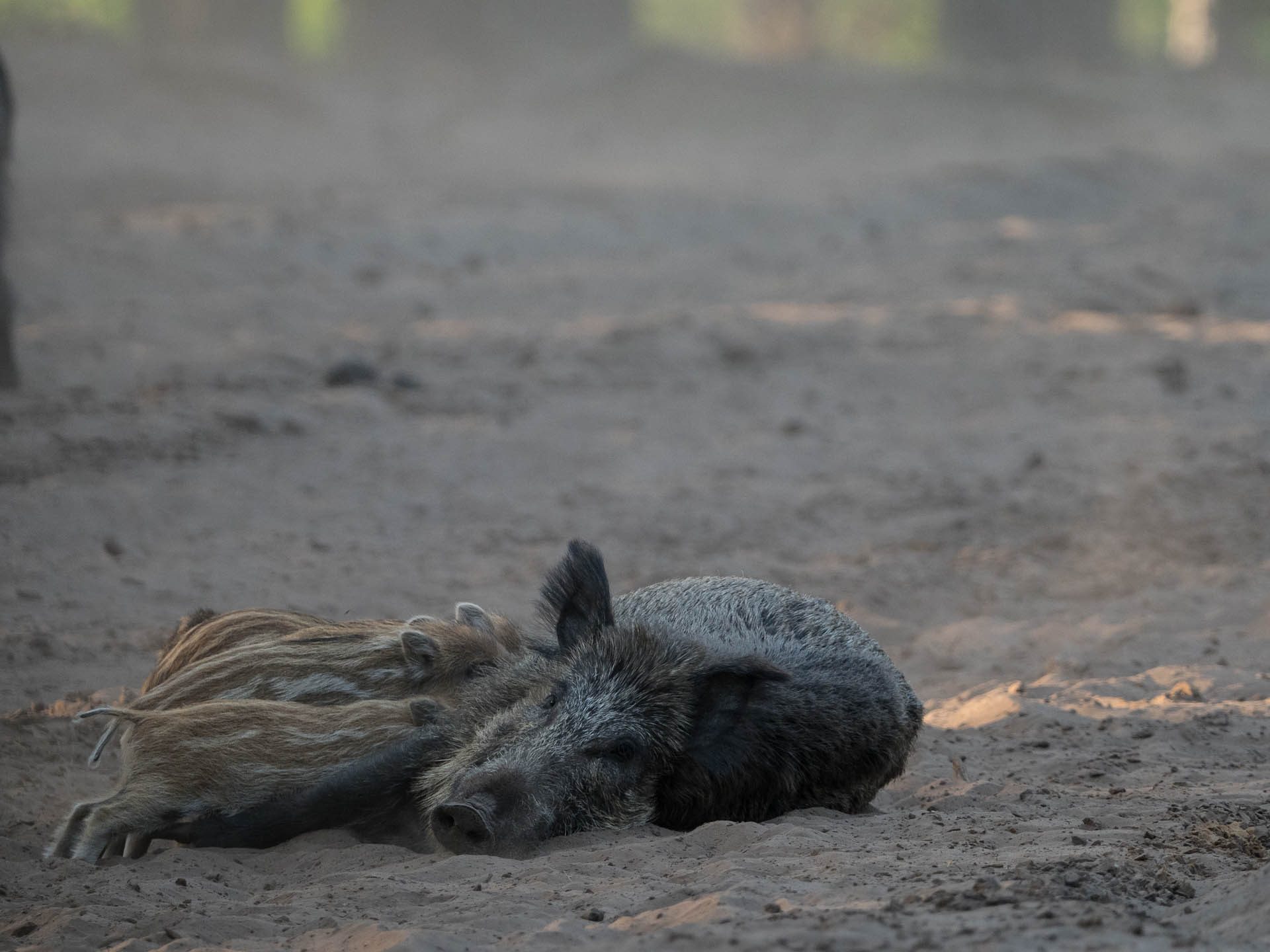 Milchbar für kleine Schweinchen