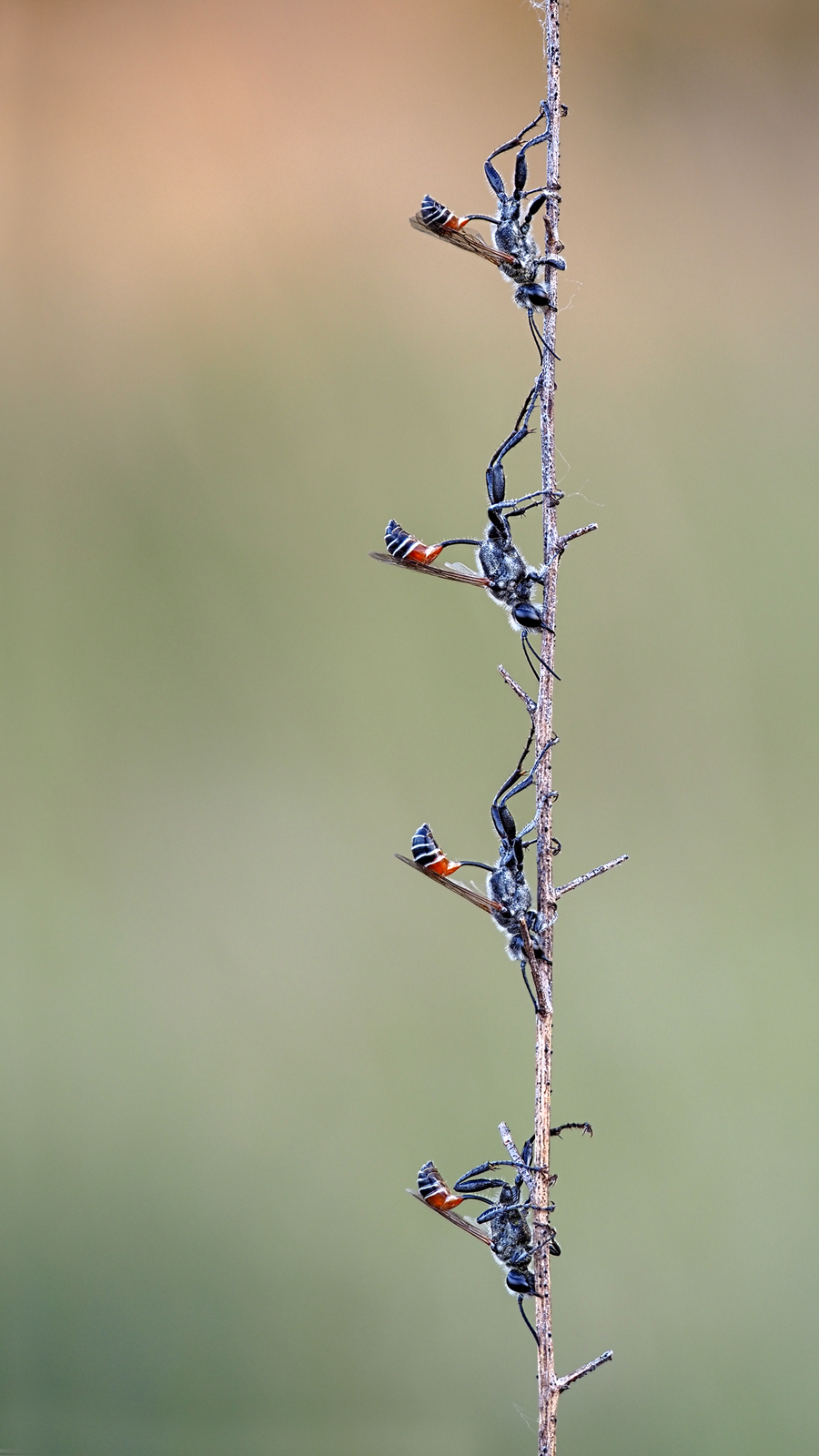 - Neues von der Viererbande -