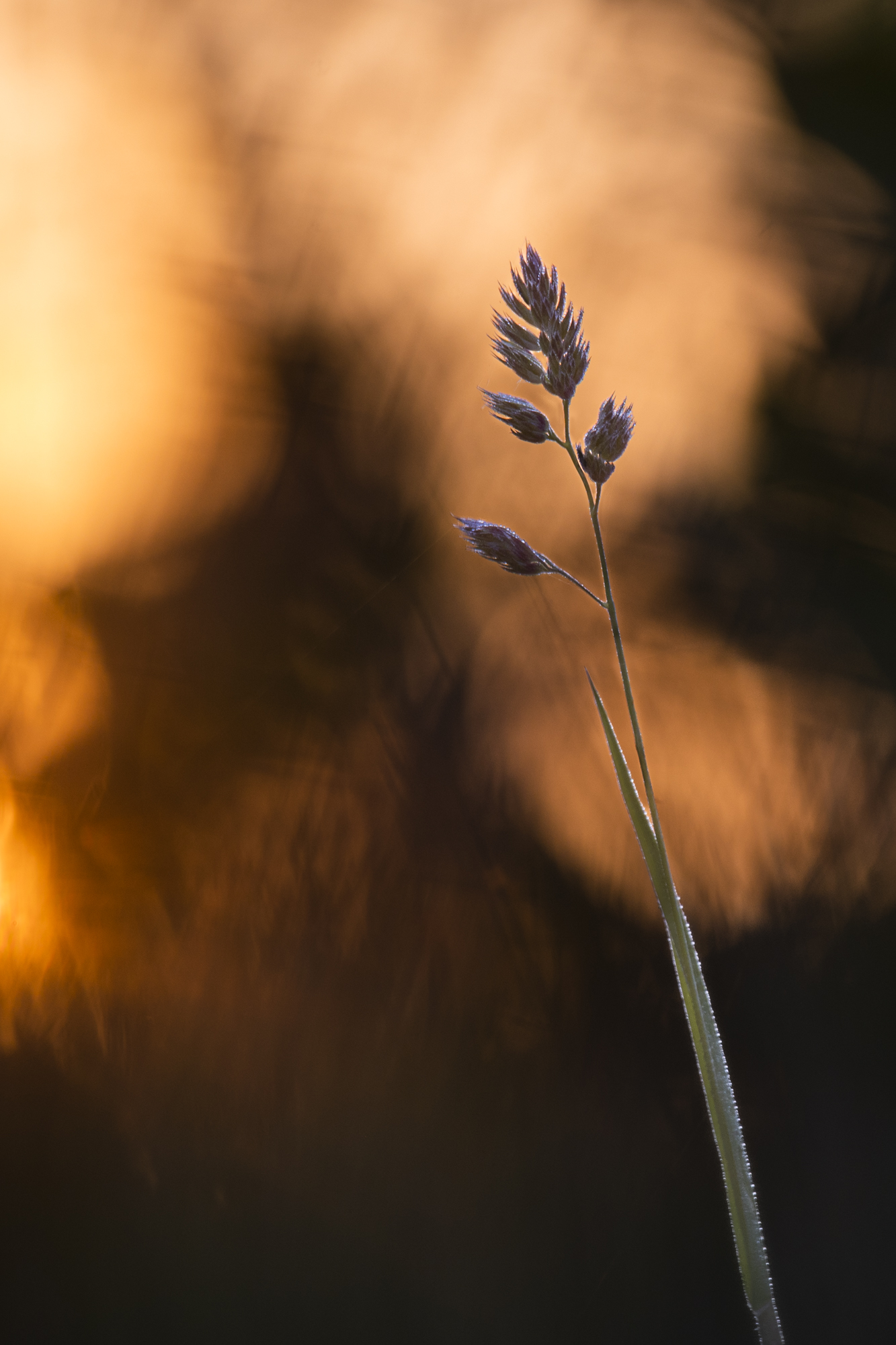 ___morgenlicht____________