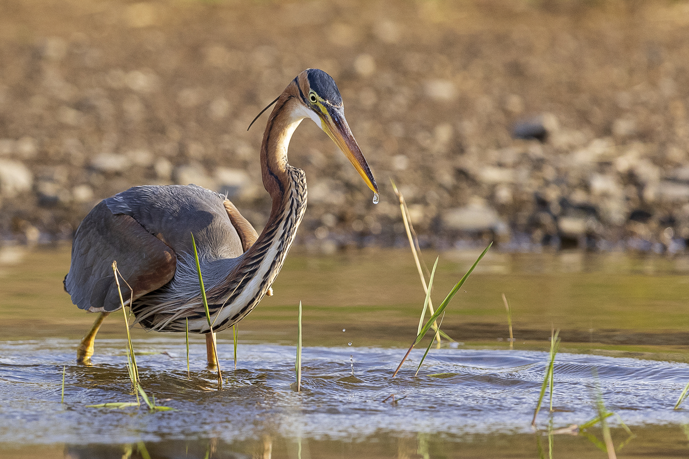 Da läuft ihm schon das Wasser im Schnabel zusammen...