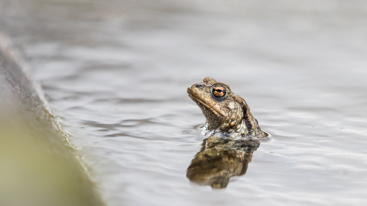 Kleines Kroko oder Kröte?