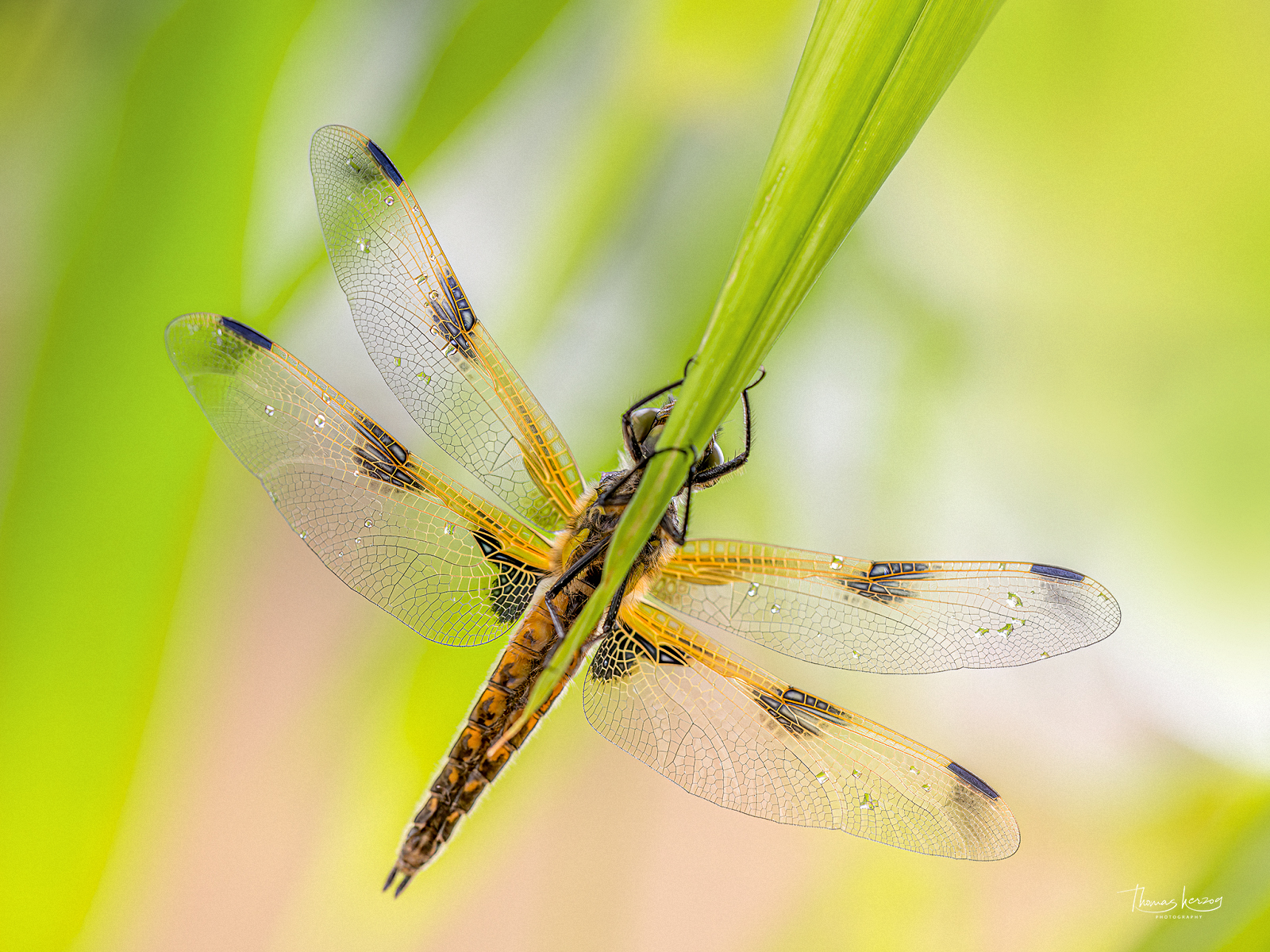 Vierfleck in vergeblicher Tarnung