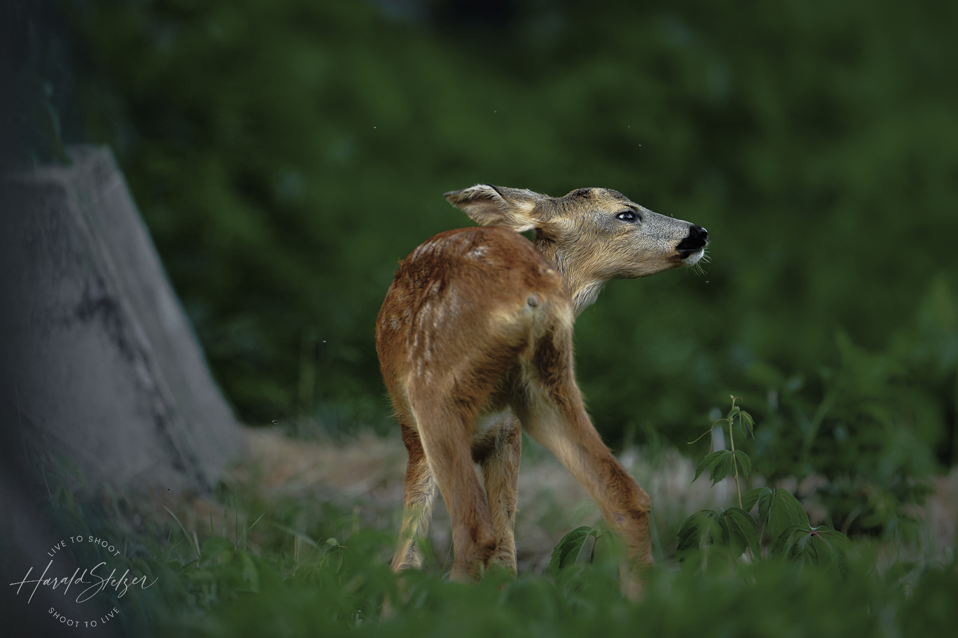 Am Friedhof ist junges Leben