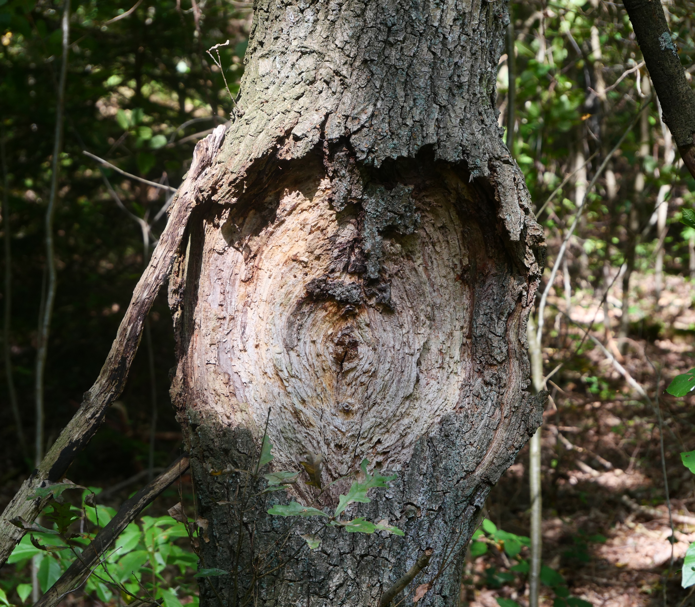 Stylisches Dauer-Abo