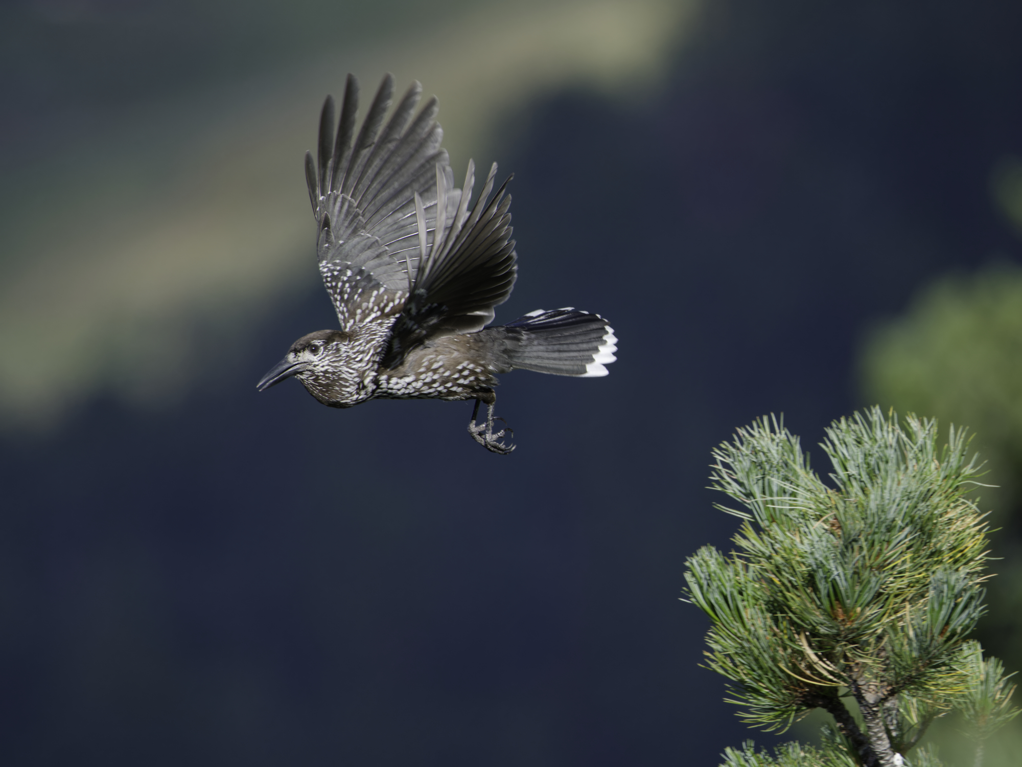 Hektisches Treiben im Zirmenwald