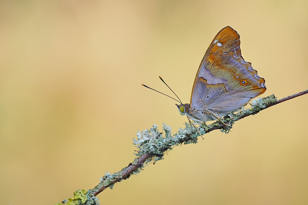 Den kleinen Schillerfalter