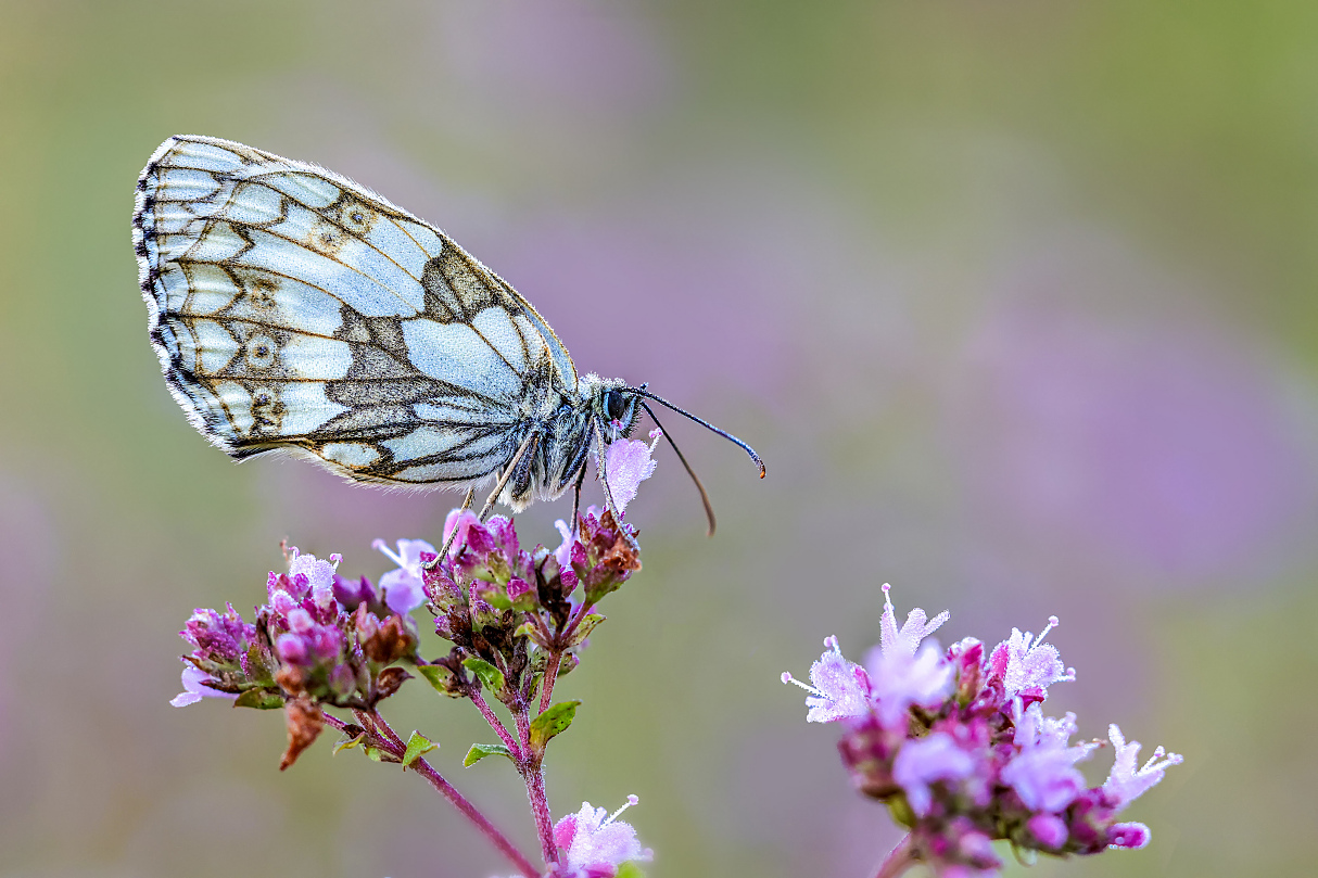 Eine schöne Erinnerung...