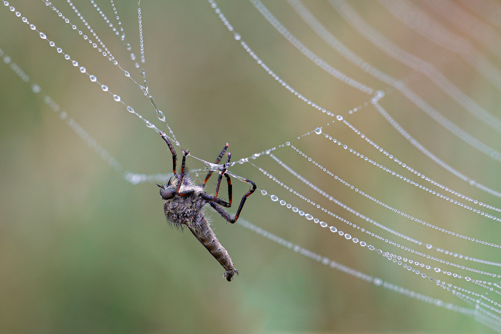 Gelingt die Befreiung ?