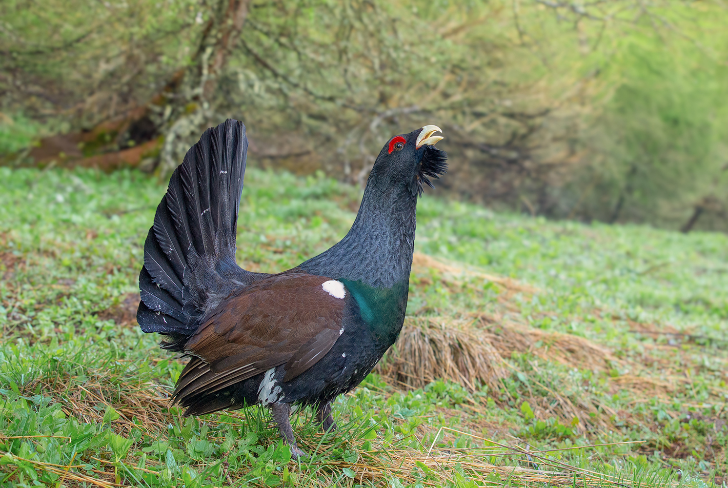 Frühlingsgefühle .......