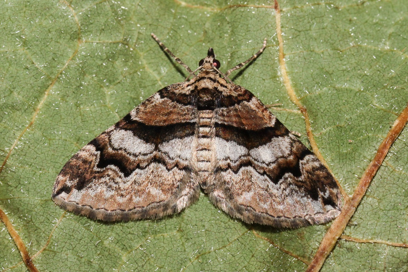 Der Kleine Berberitzenspanner