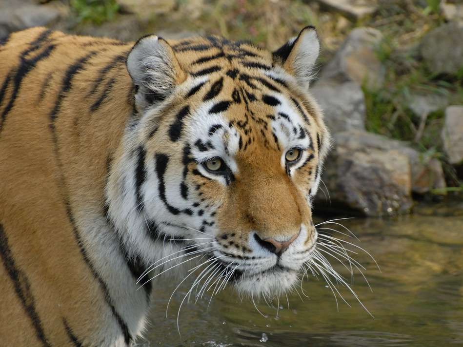 Freundlicher Tiger...