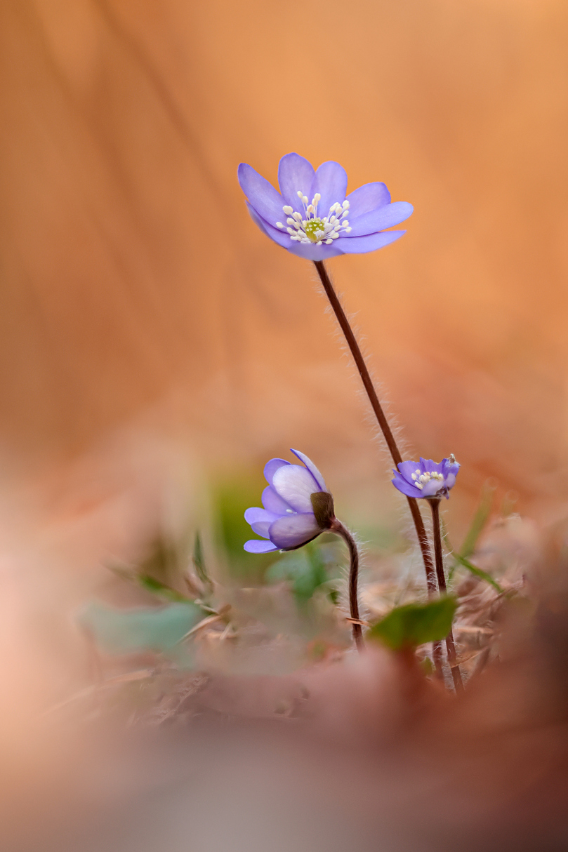 Die ersten Leberblümchen sind im Südharz erblüht