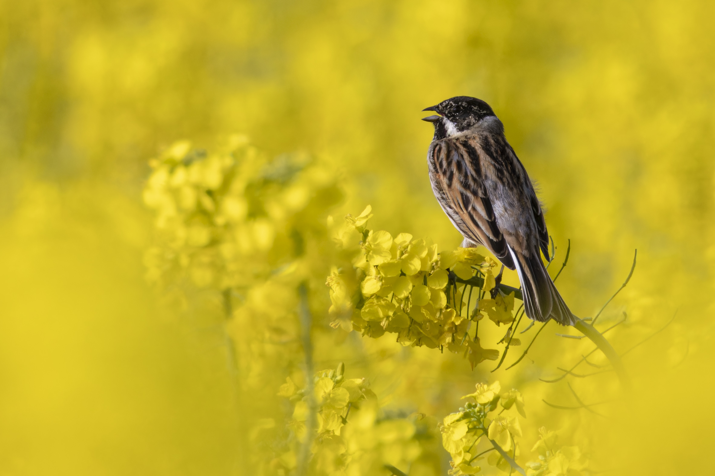 Mus man sich erst einmal daran gewöhnen, dass sich Rohrammern immer häufiger auf landwirtschaftlich genutzter Fläche aufhalten.
