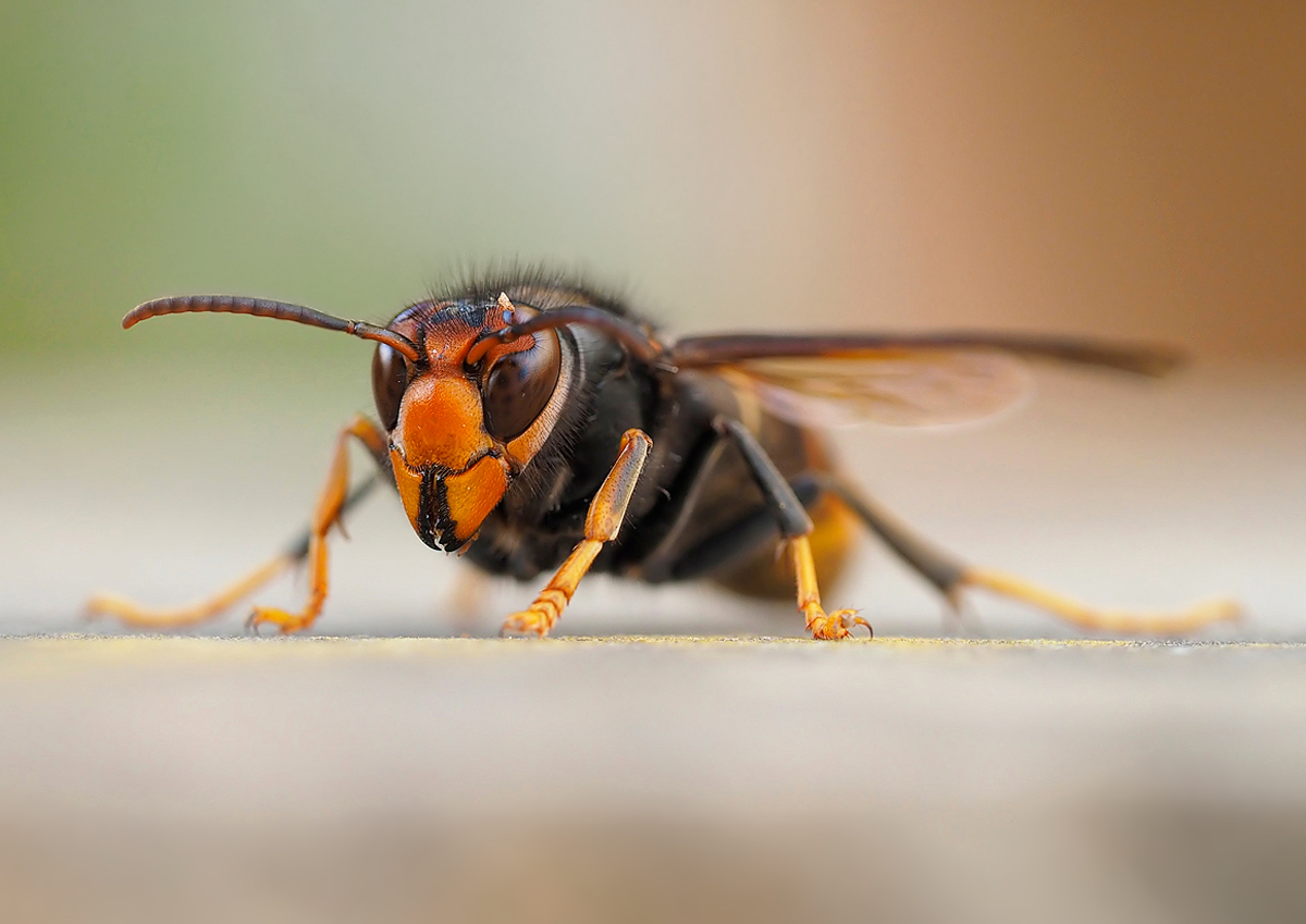 Asiatische Hornisse (Vespa velutina)