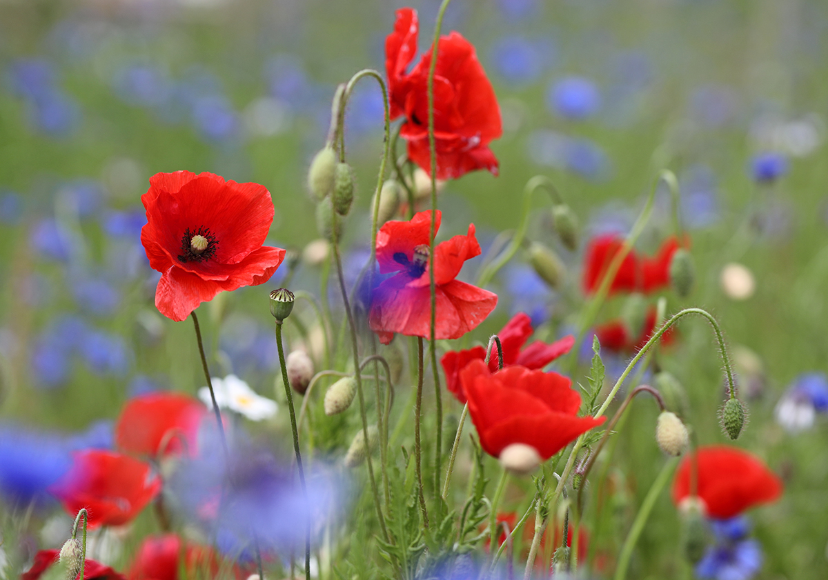 Mohn- und Kornblumen
