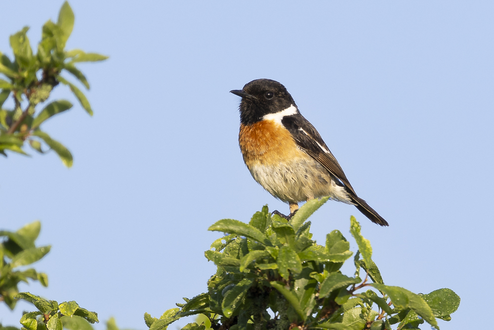 Schwarzkehlchen Männchen in der Morgensonne