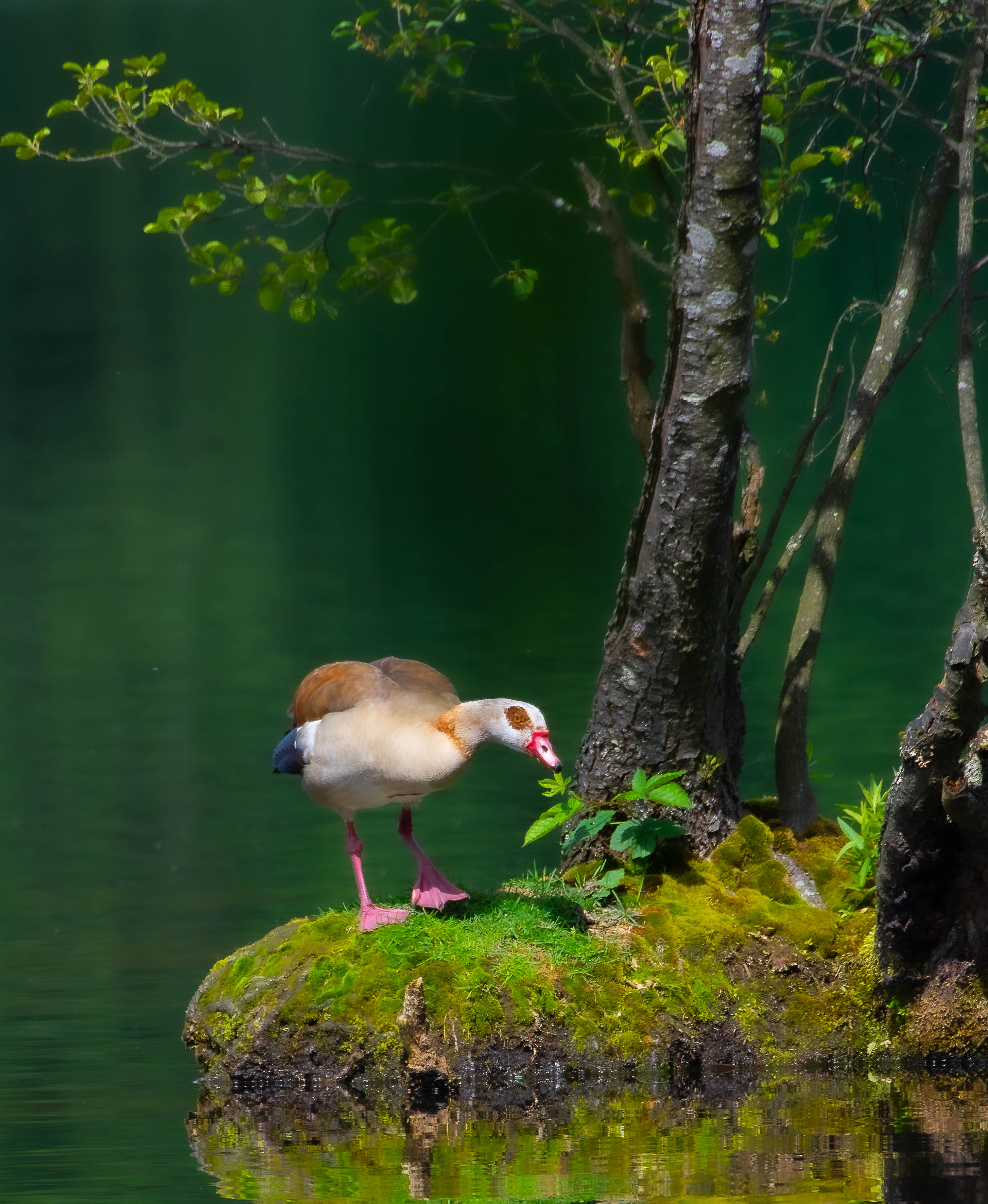 Nilgans im Licht und Schatten