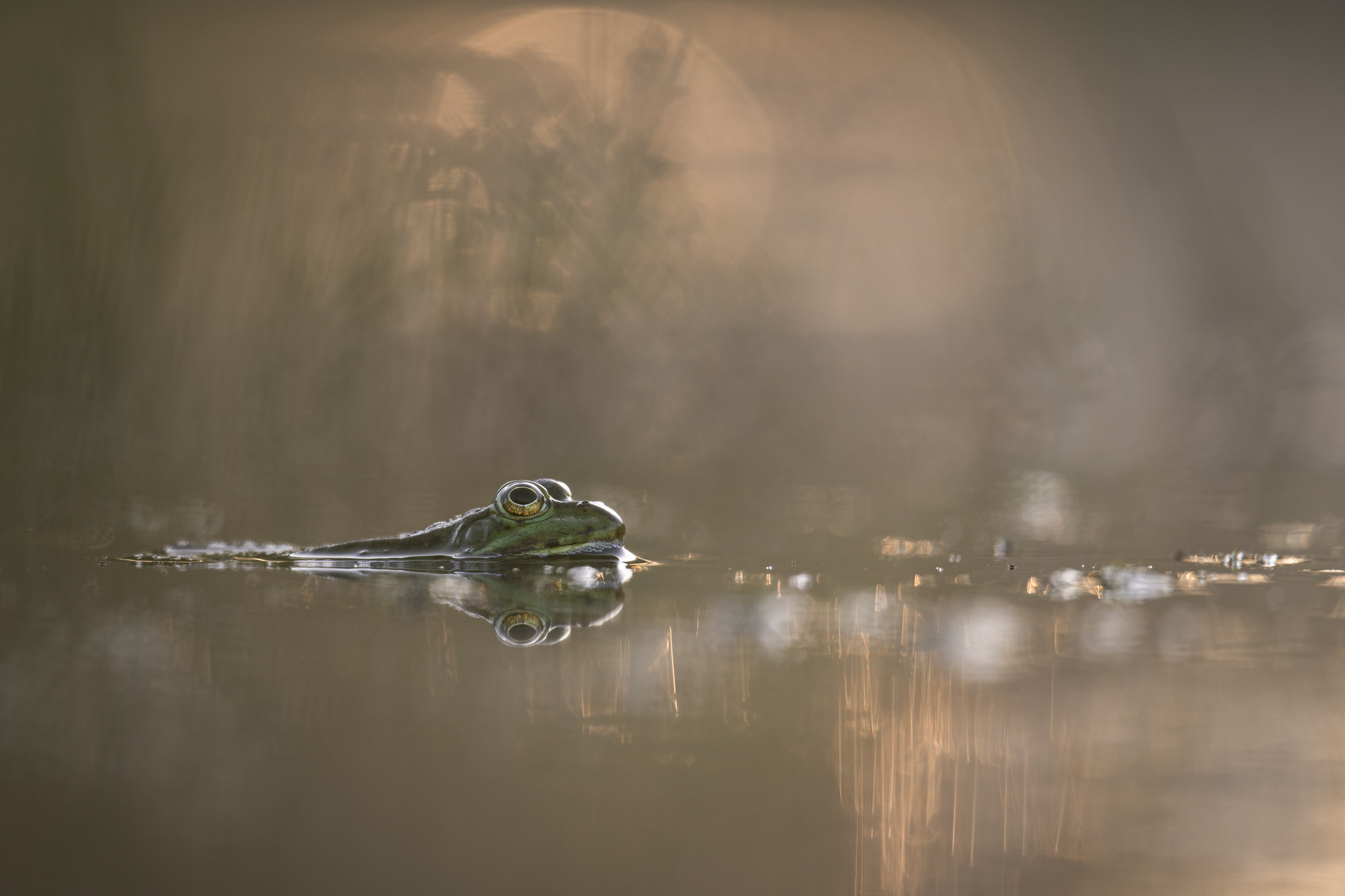 ____Morgenstimmung_______