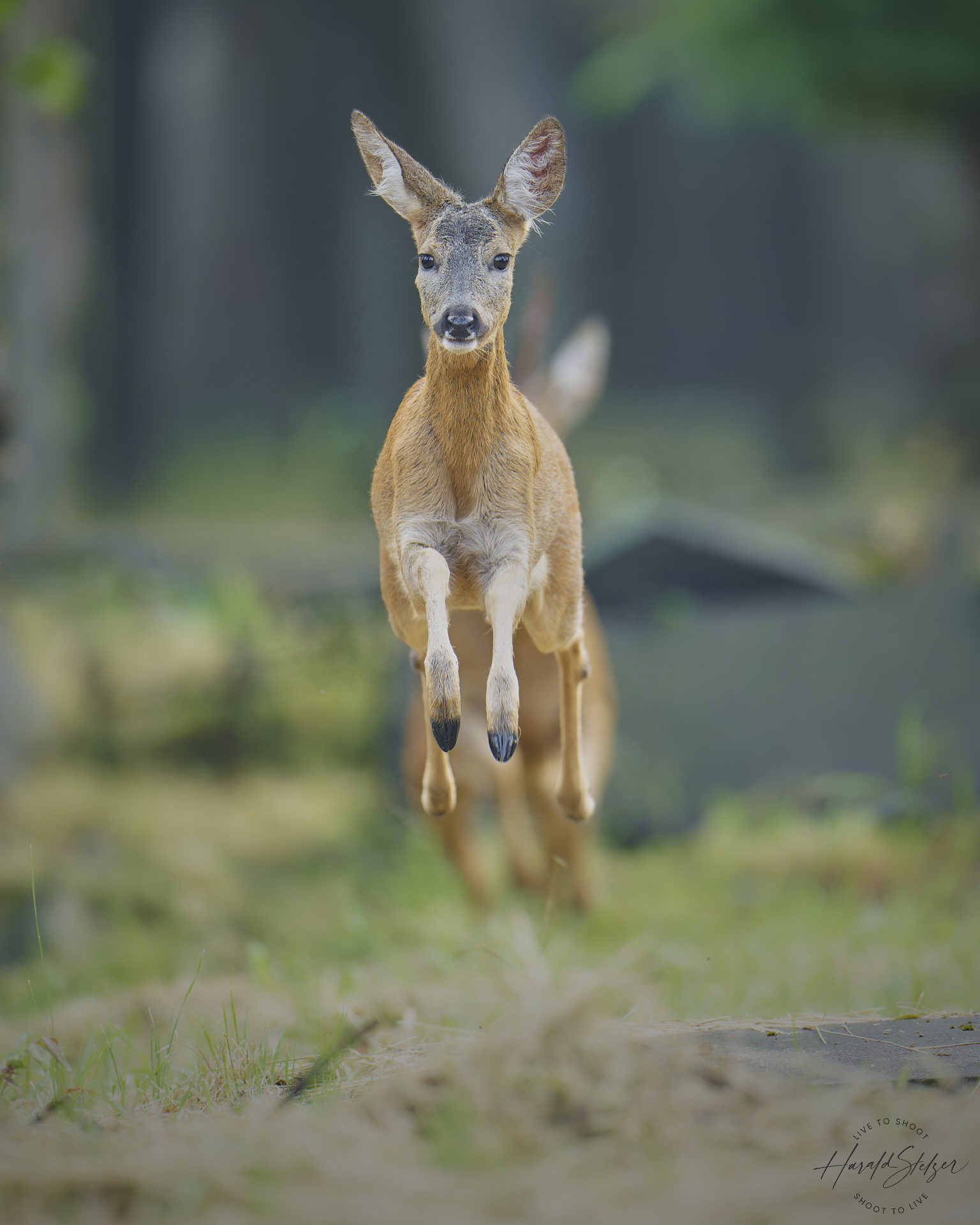 Der Sprung über die Gräber