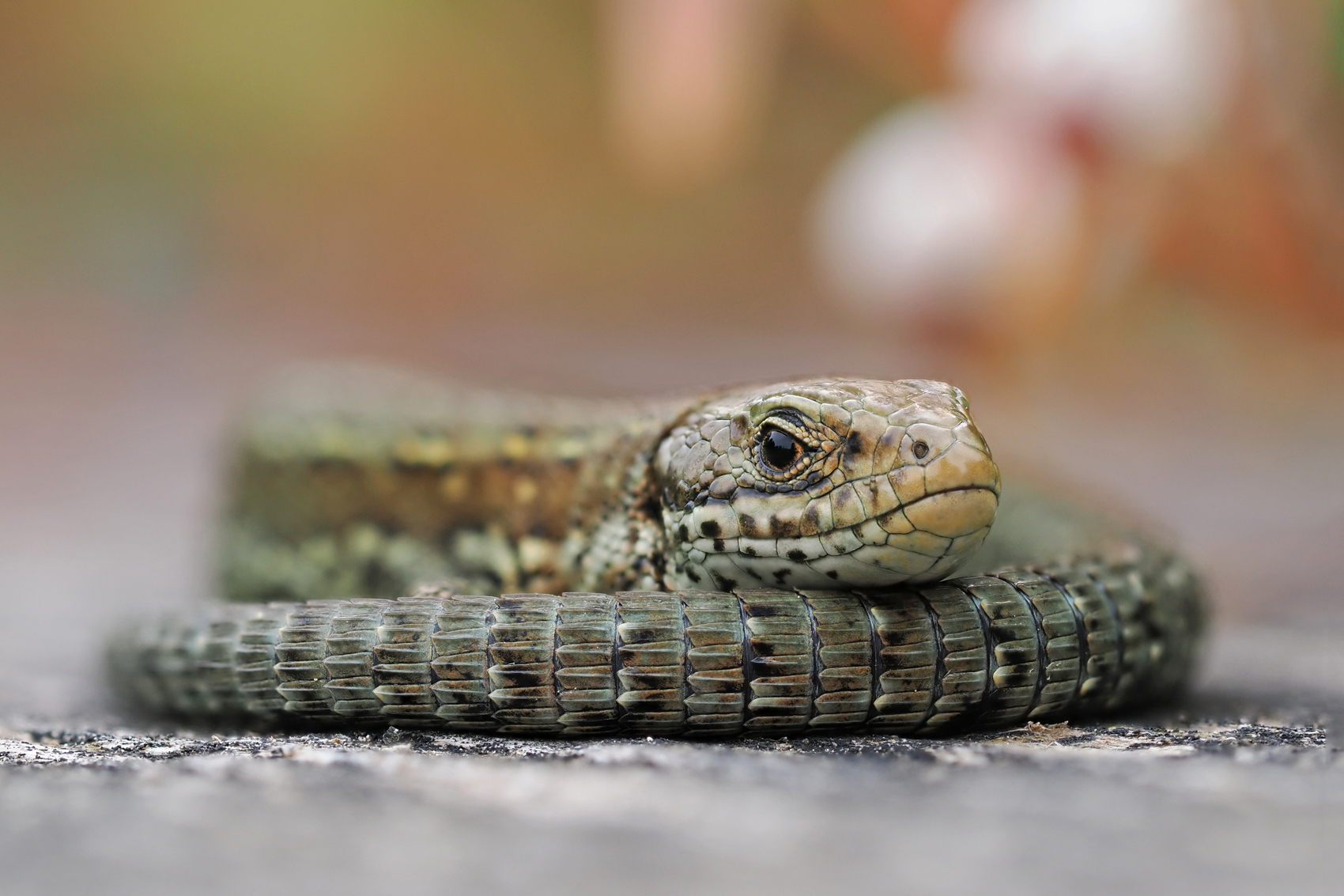 Waldeidechse (Lacerta vivipara)