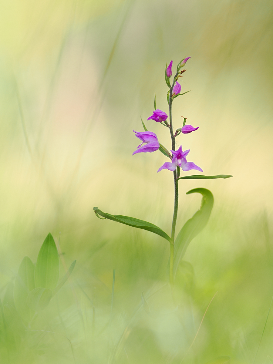 Das rote Waldvöglein
