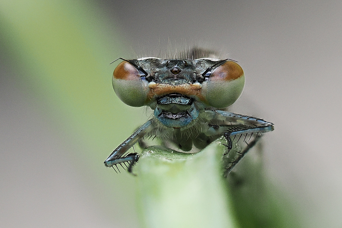 Schau mir in die Augen