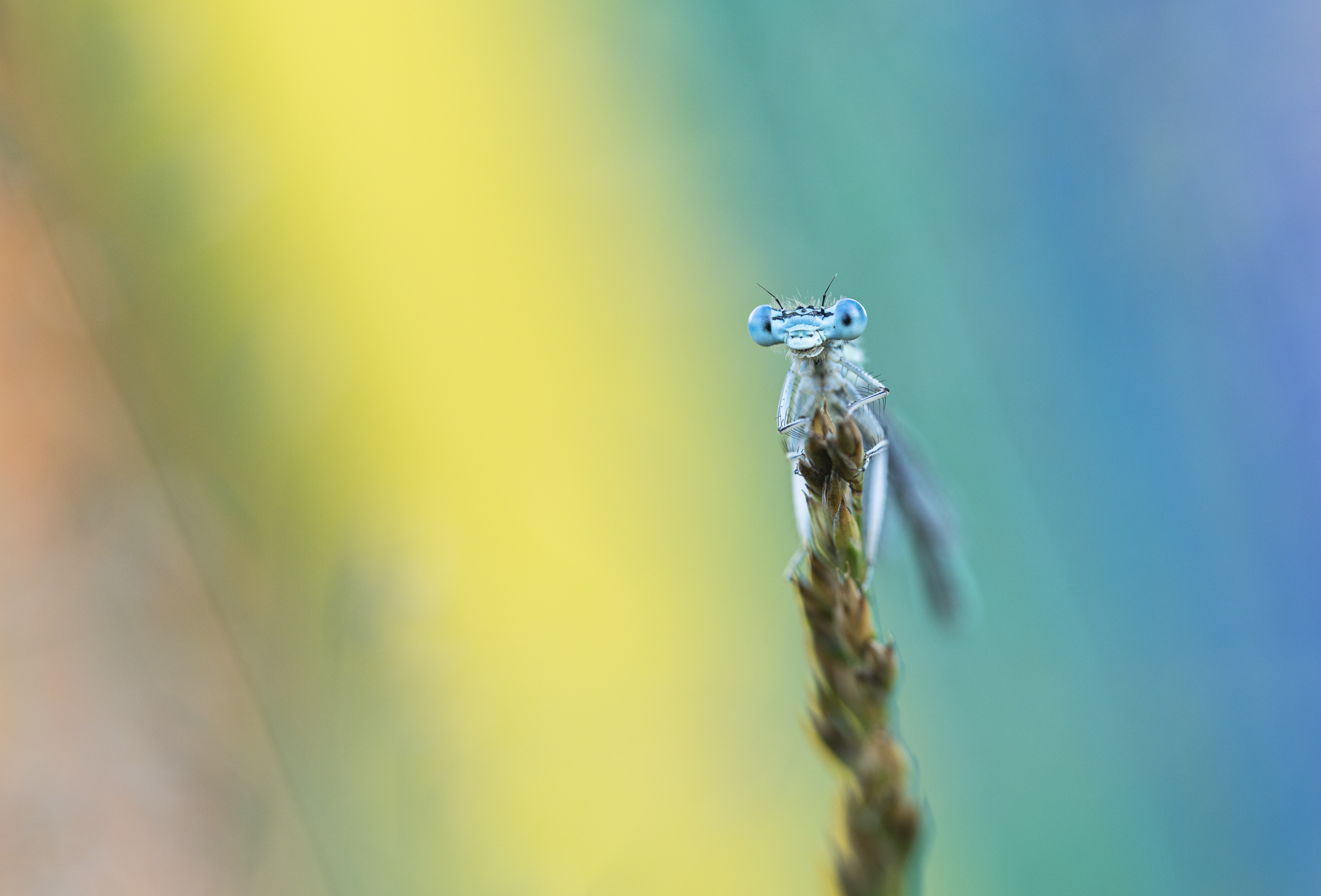 _____in rainbows_____________