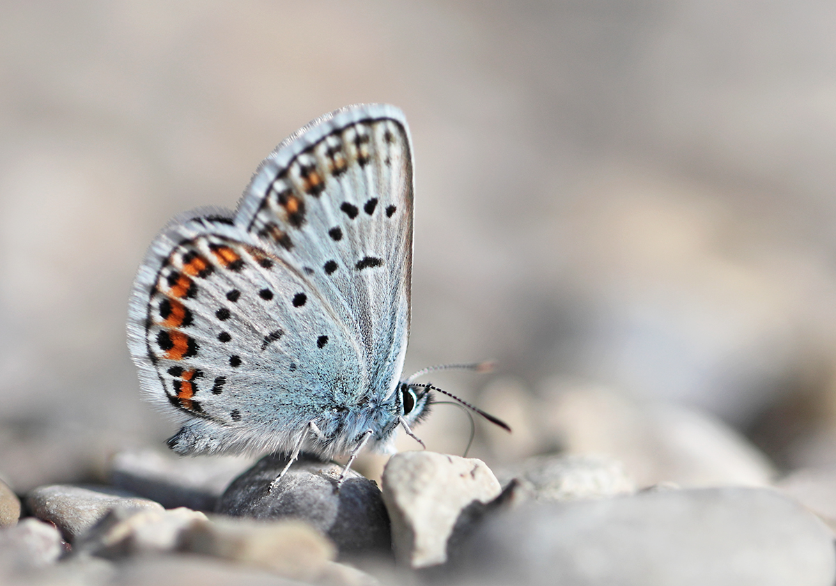 Bläuling
