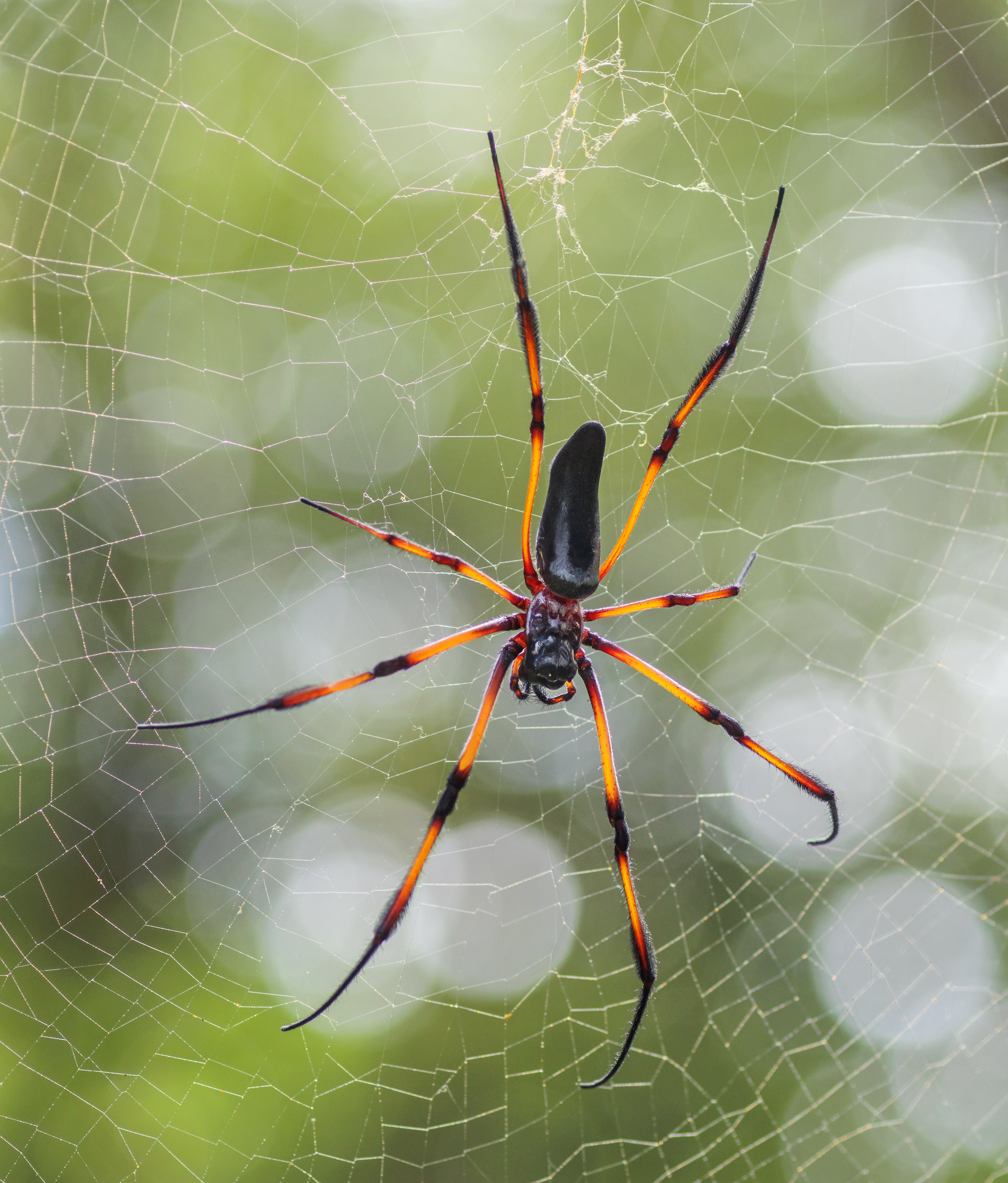 Die Seidenspinne....
