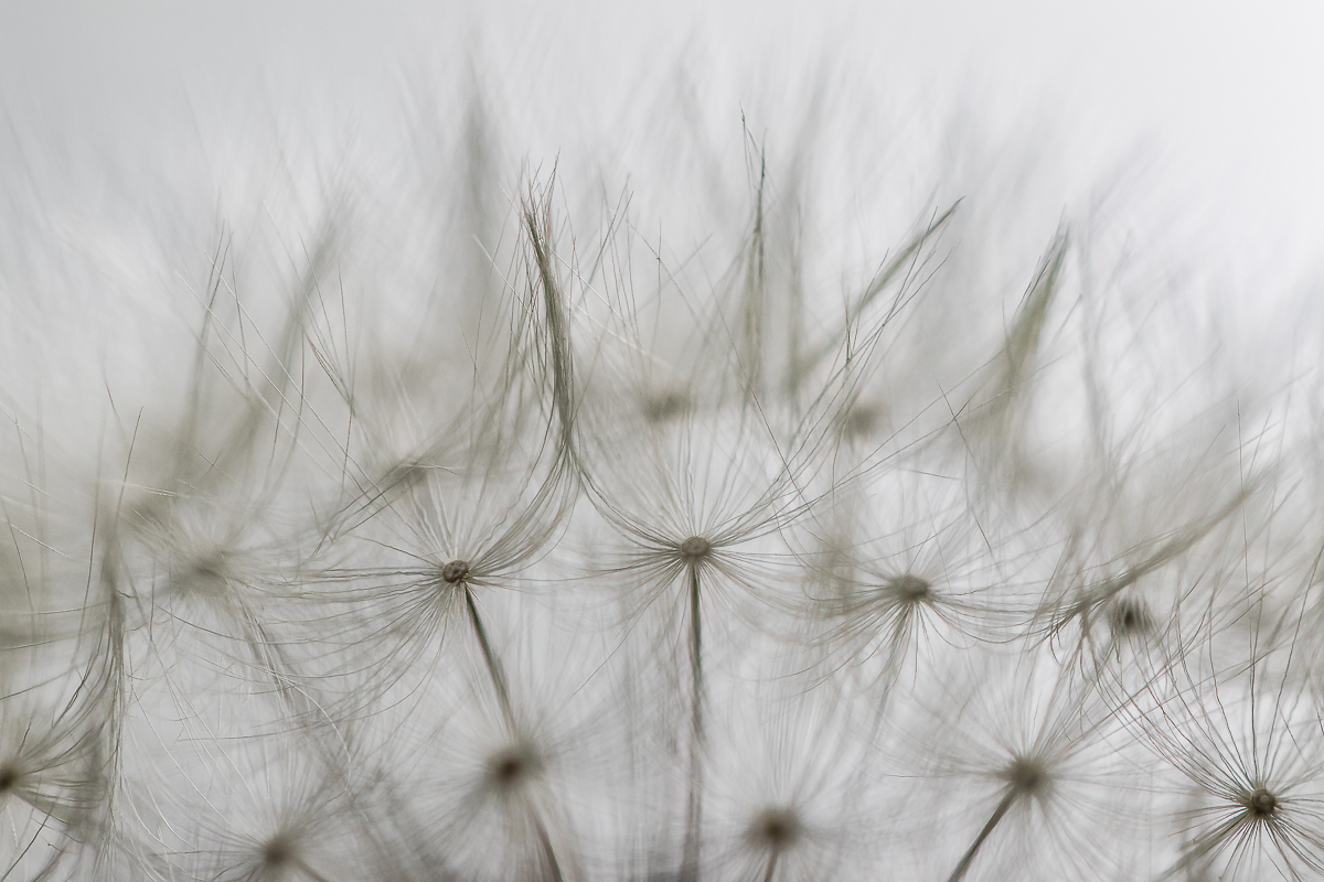 Schirmchen der Pusteblume