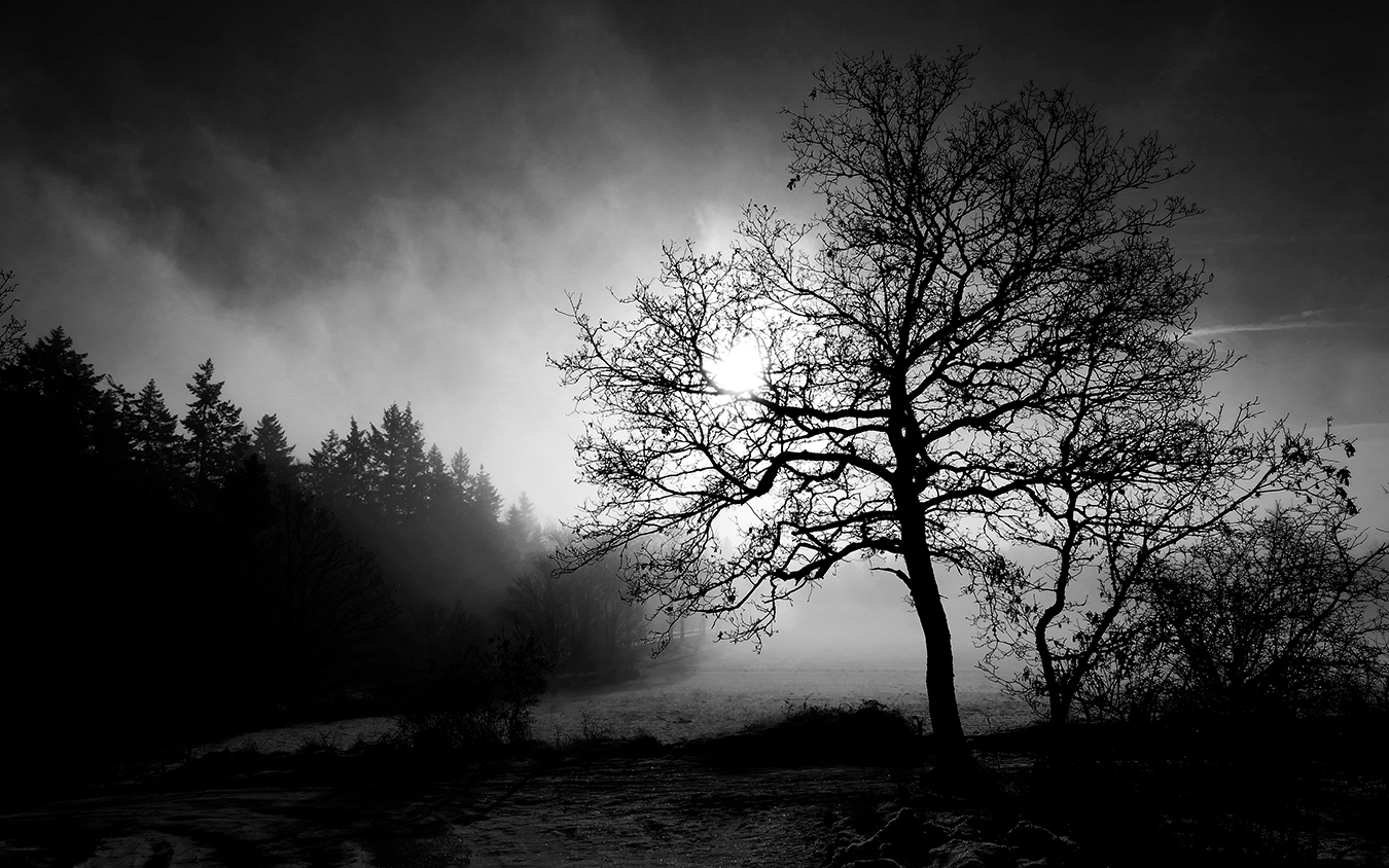 Silhouetten im monochromen Nebllicht....