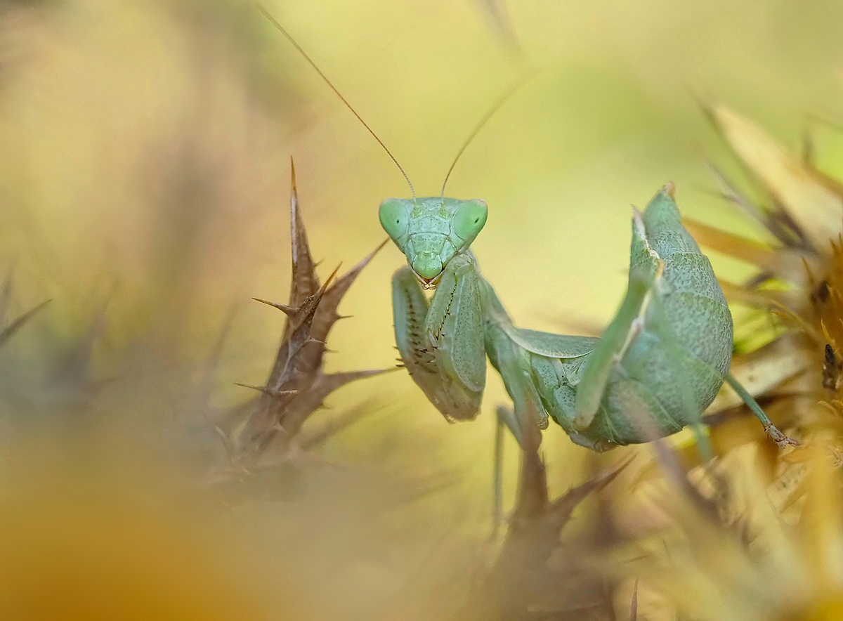 Die kleine Grüne...