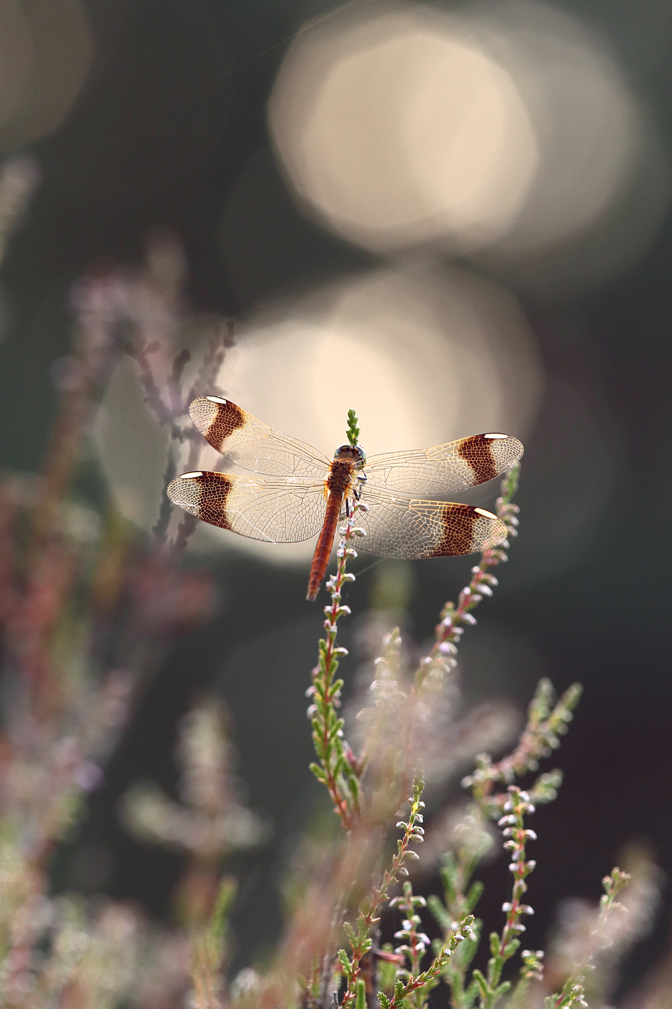 Libelle des Jahres 2025