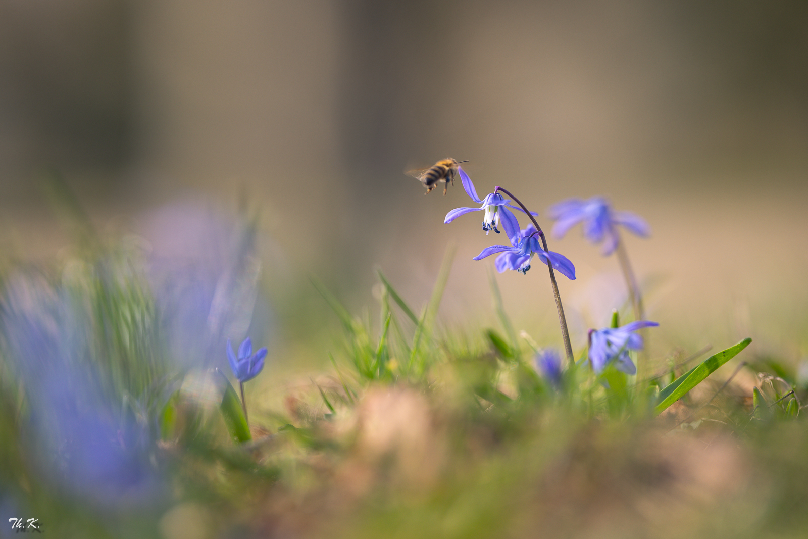 Frühlingserwachen ...