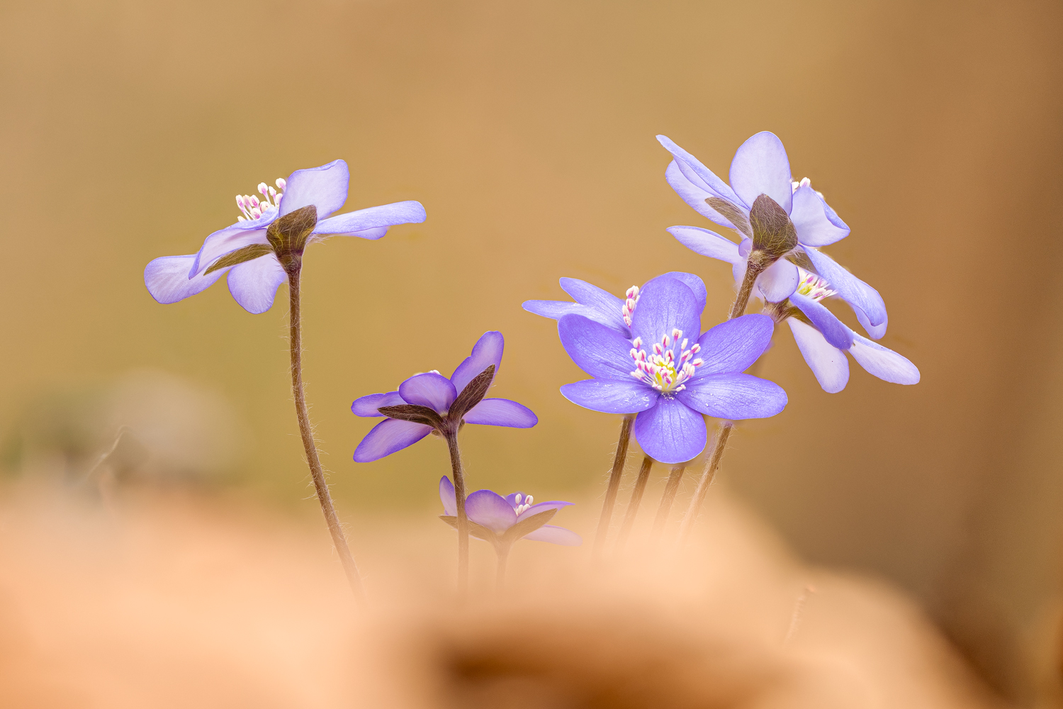 Hepatica nobilis