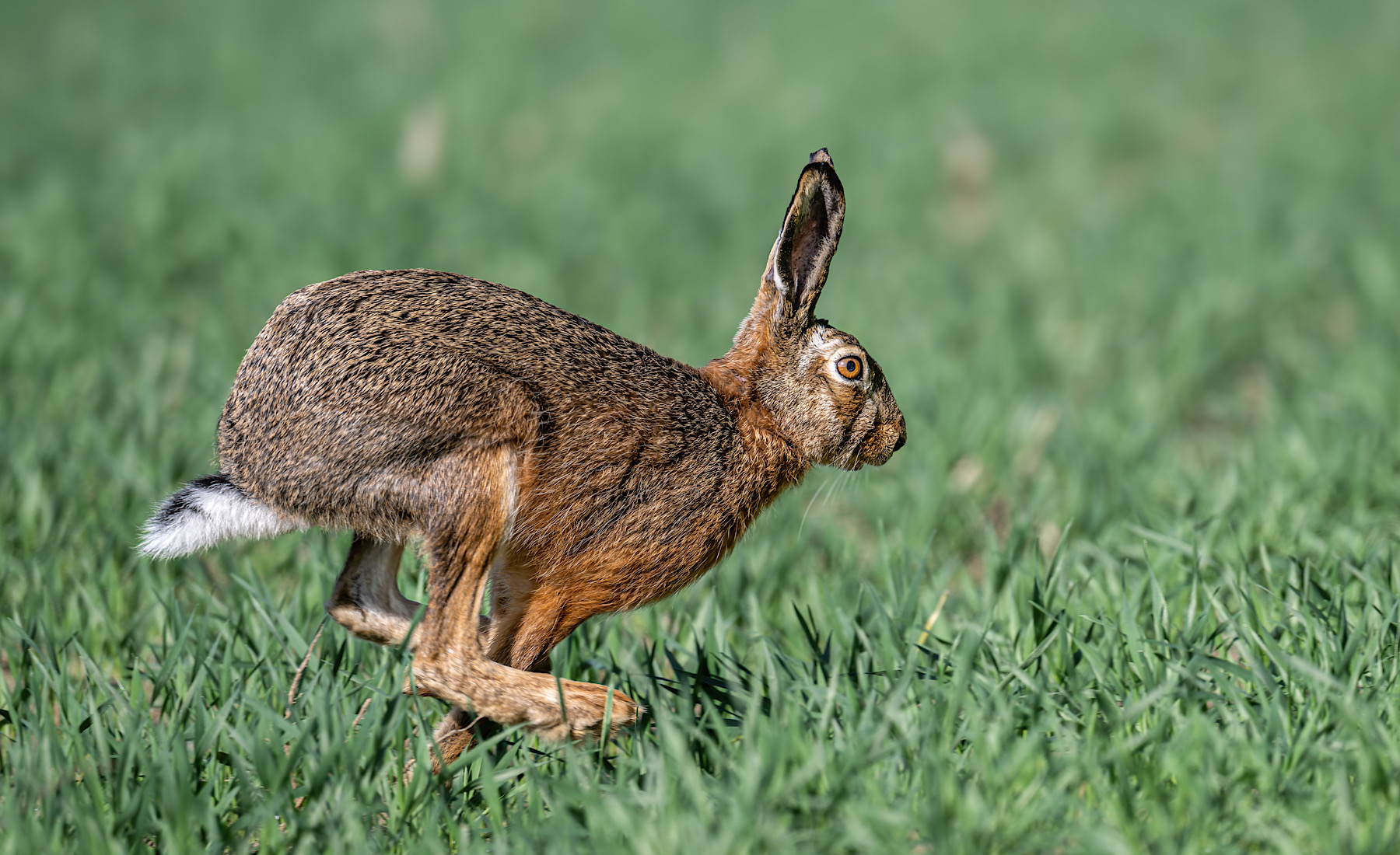 Osterhase auf der Flucht!