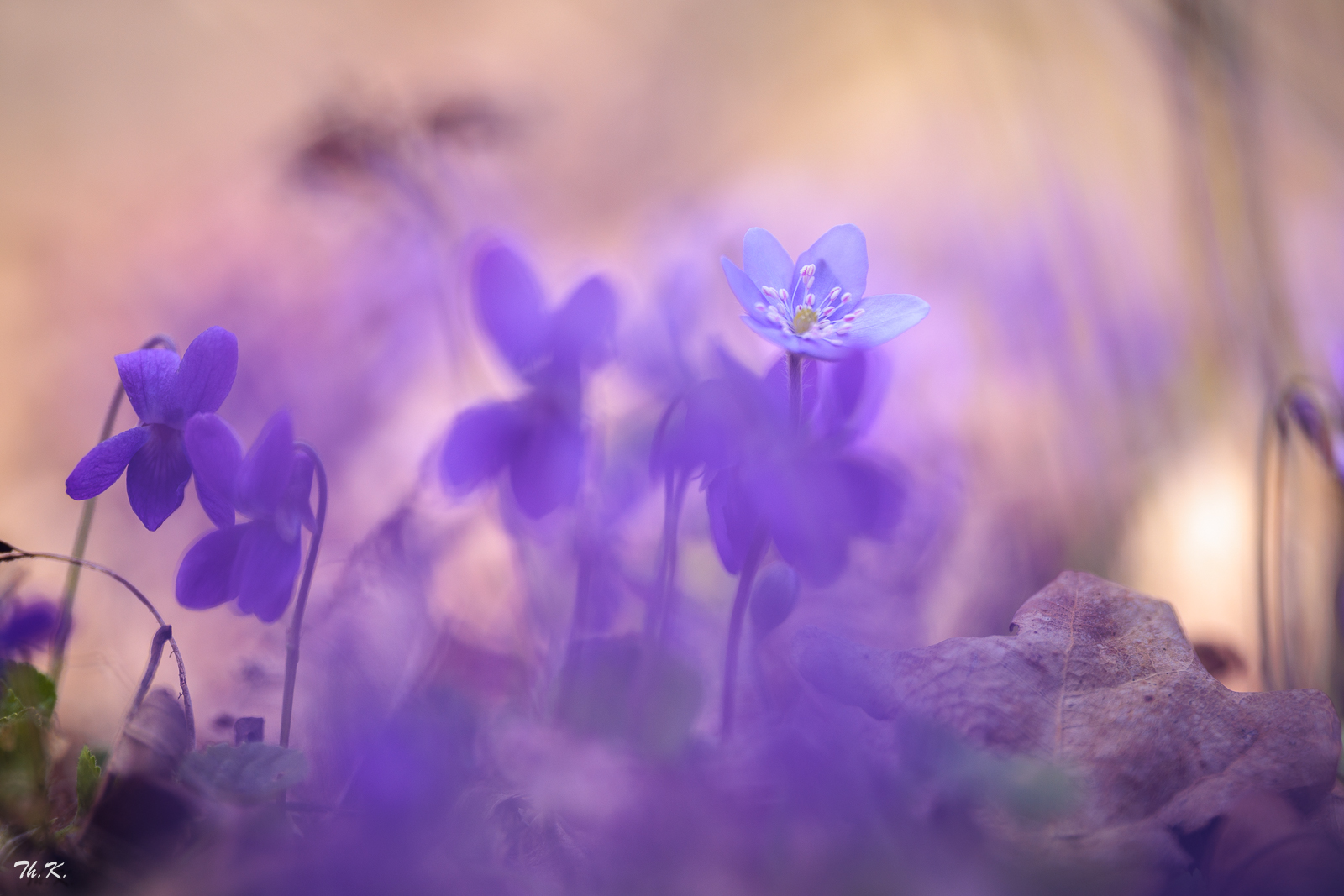 In einem Meer aus Veilchen ....