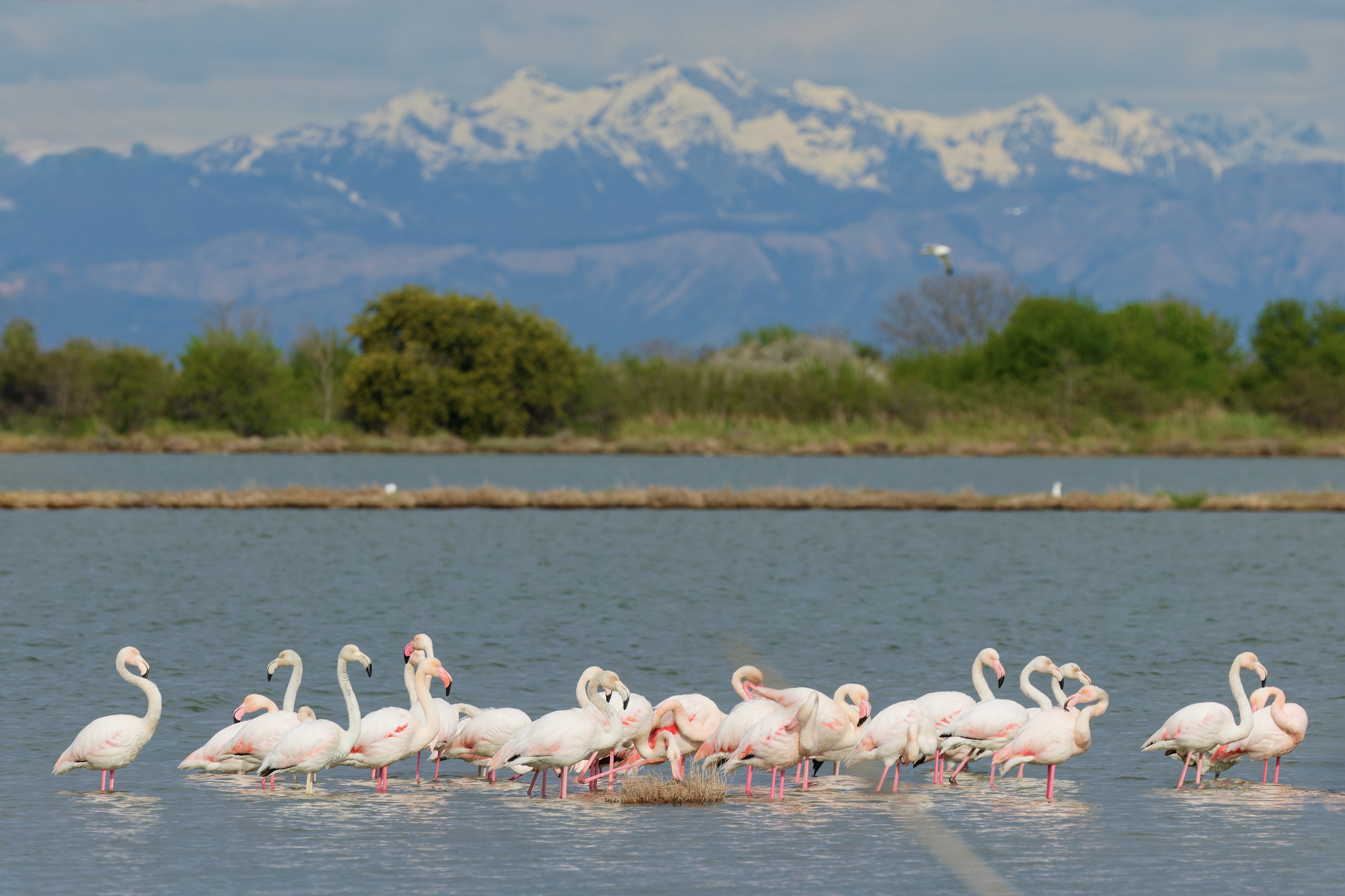 Flamingos und die schneebedeckten Alpen