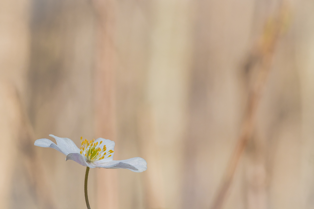 Buschwindröschen - mal anderes dargestellt