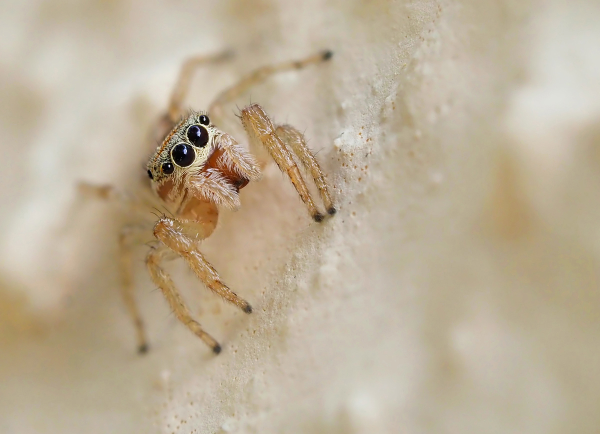 Springspinne 