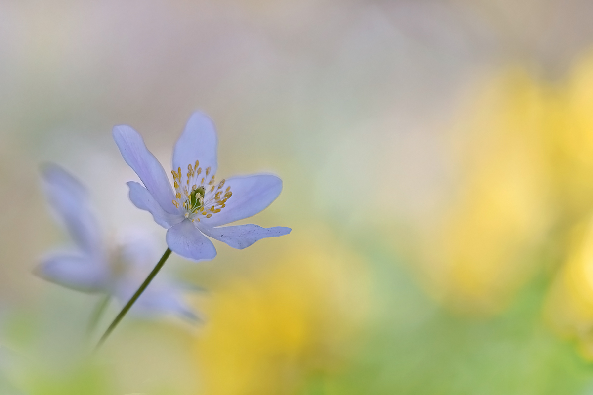 Buschwindröschen vor Scharbockskraut im Buchenwald