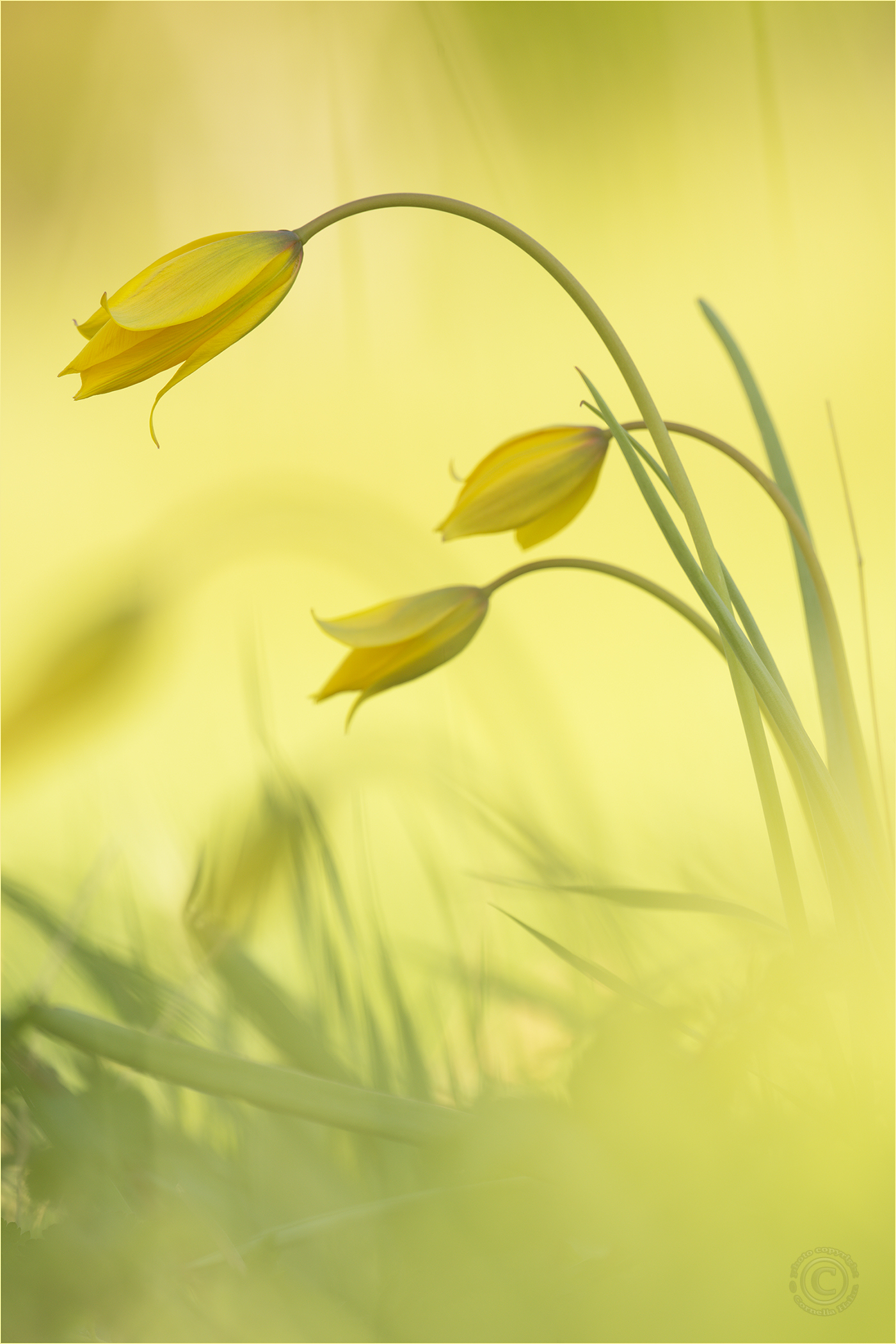 Bei den wilden Tulpen